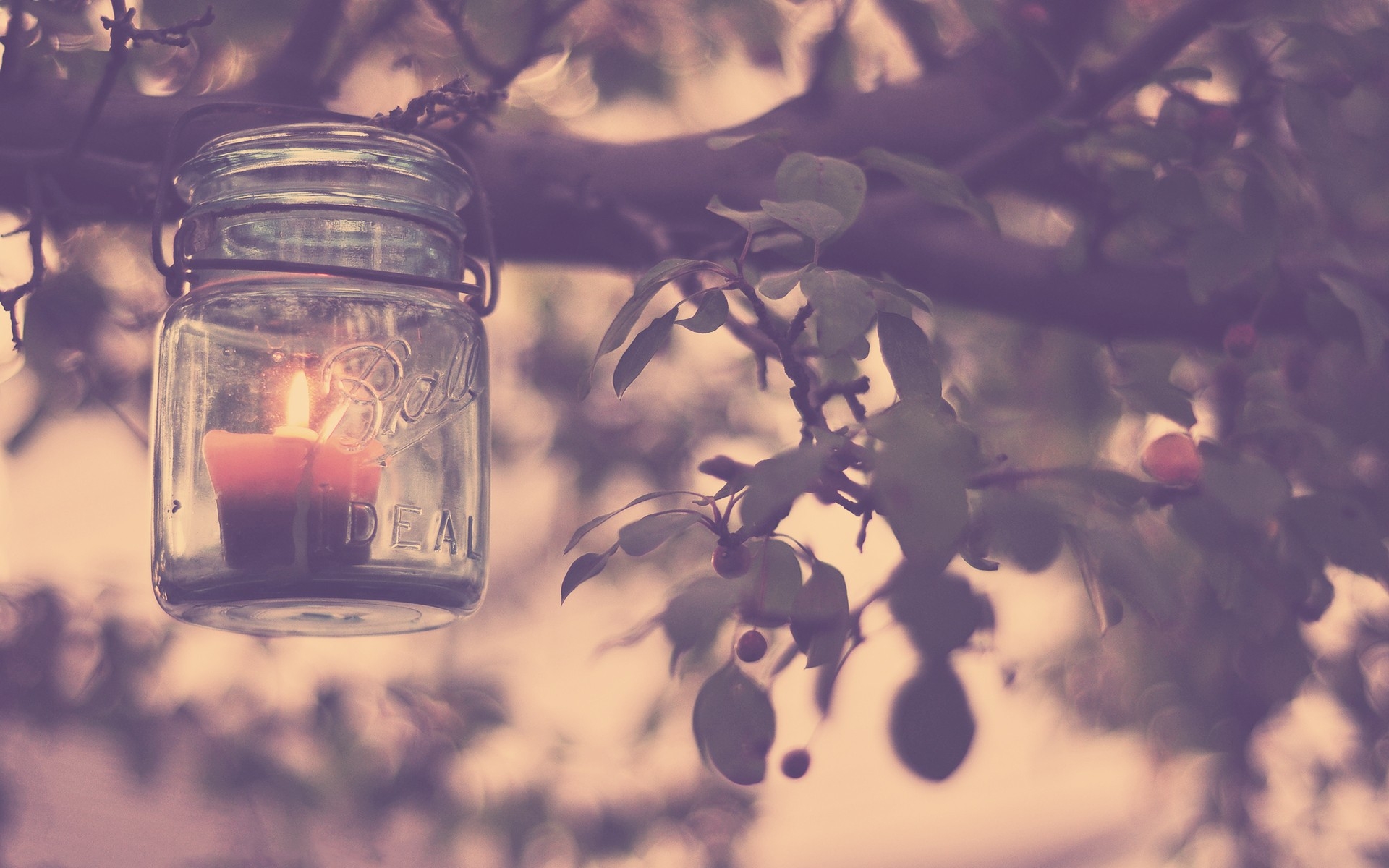 Фонари на дереве