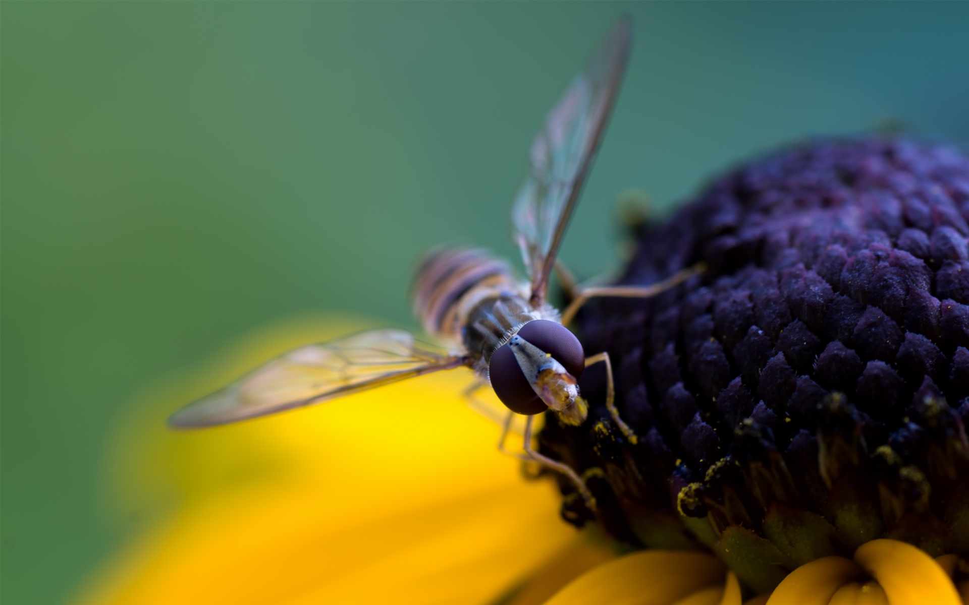 Wallpapers Bee flower pollination on the desktop