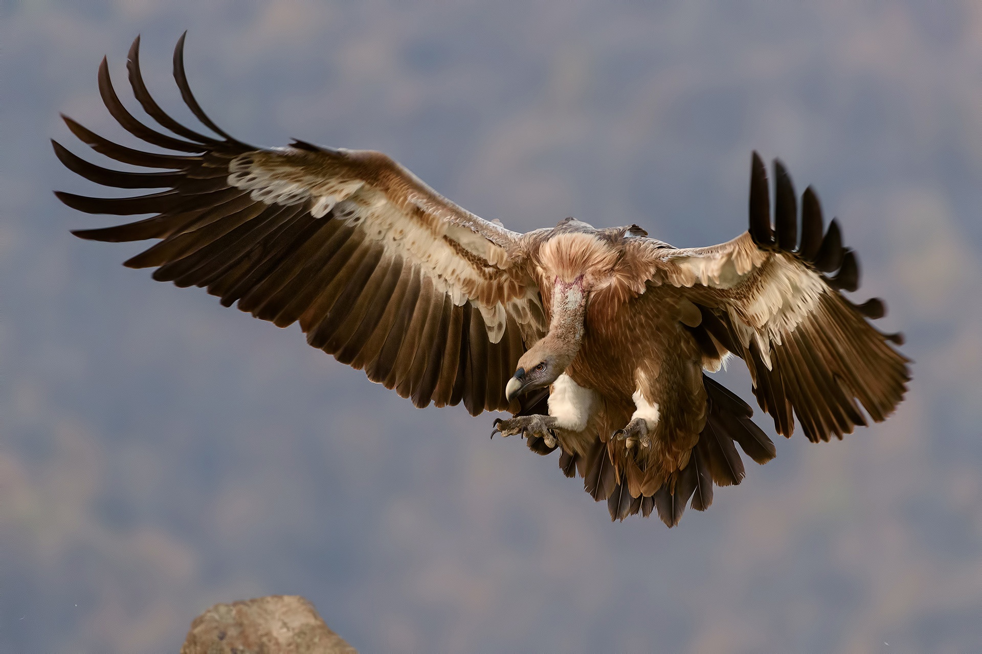 Wallpapers bird wing fly on the desktop