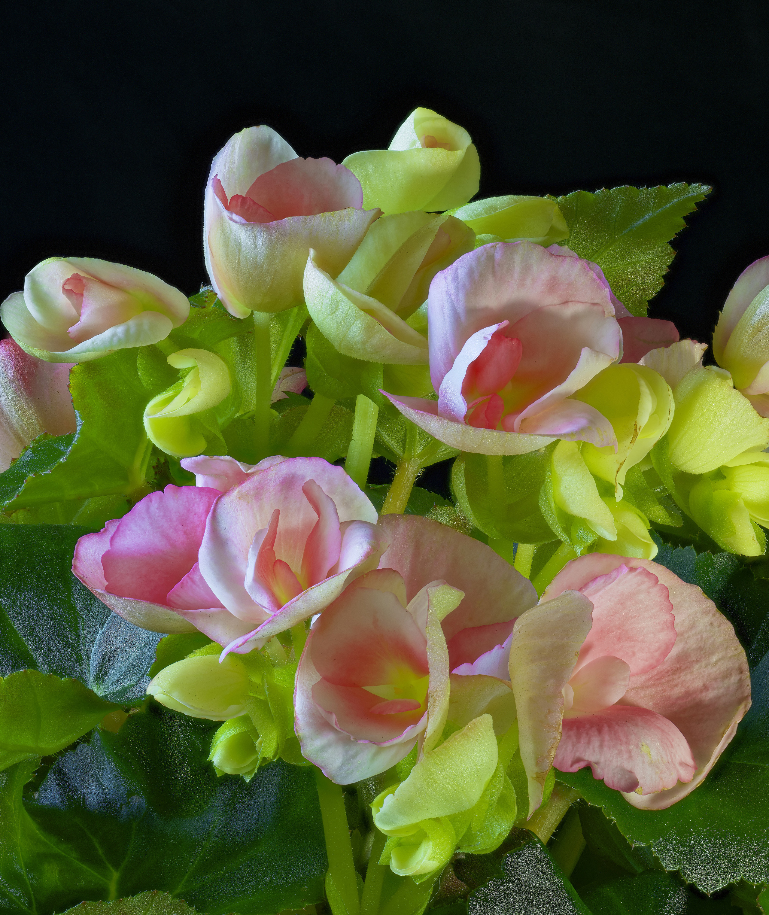 Wallpapers flowers begonia closeup on the desktop