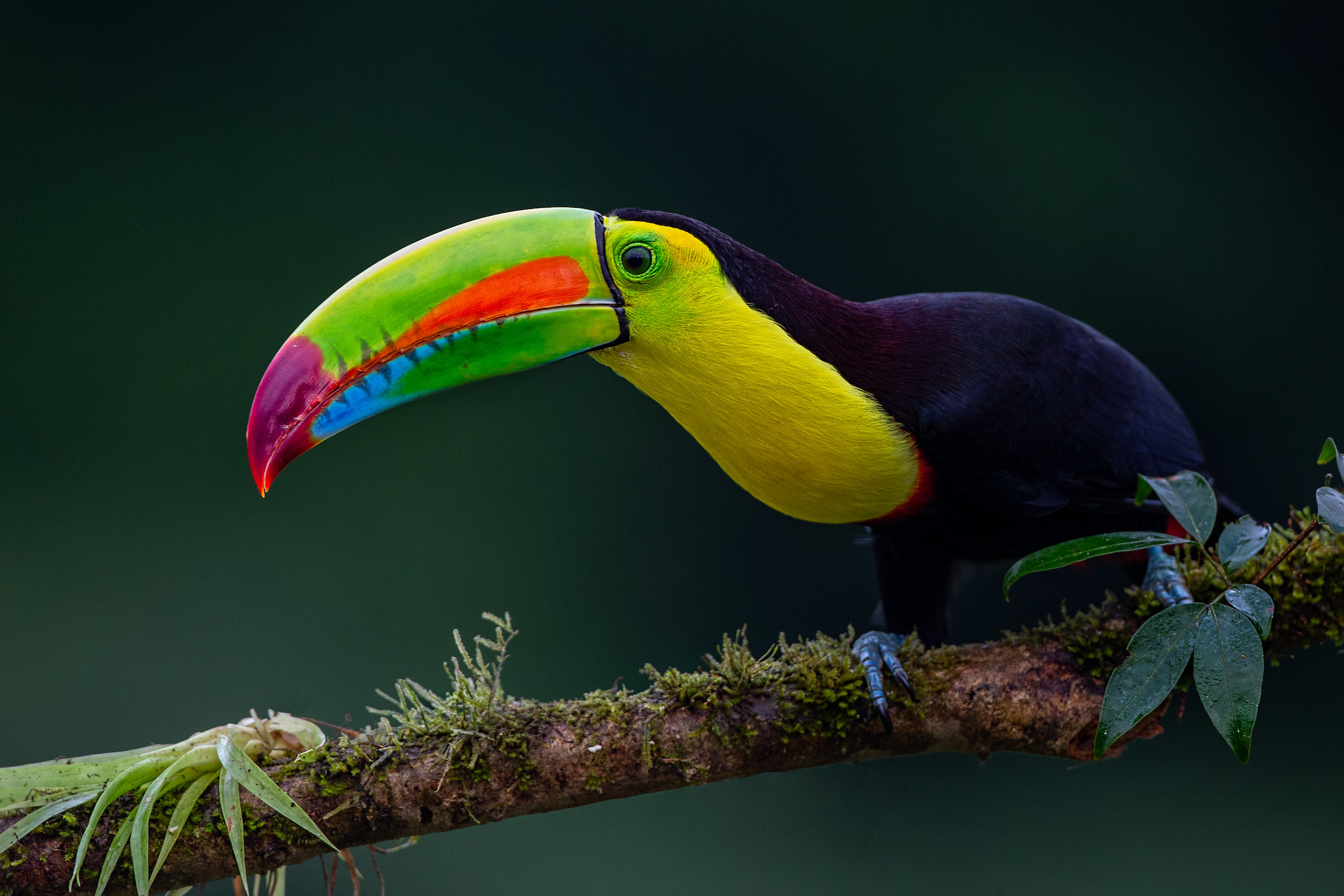 Обои Keel-billed Toucan Тукан с кильчатым клювом Ramphastos sulfuratus на рабочий стол