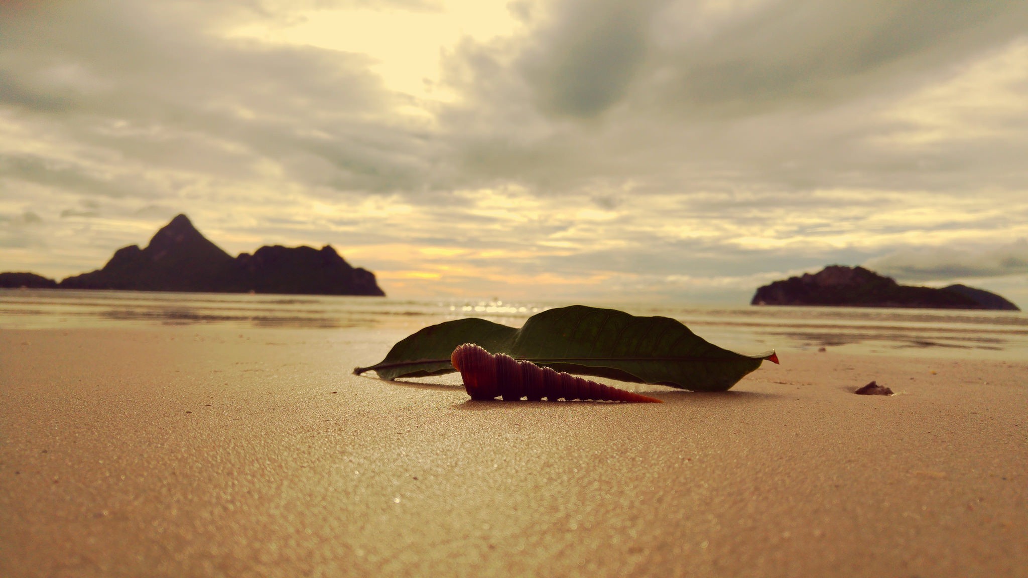 Ракушка на песке на берегу моря