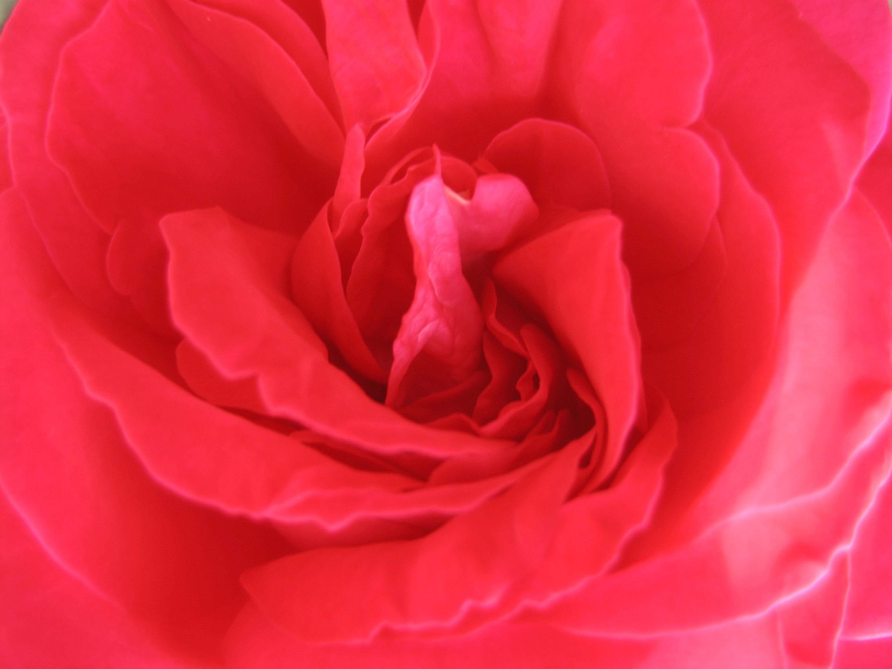 Free photo Rose petals macro