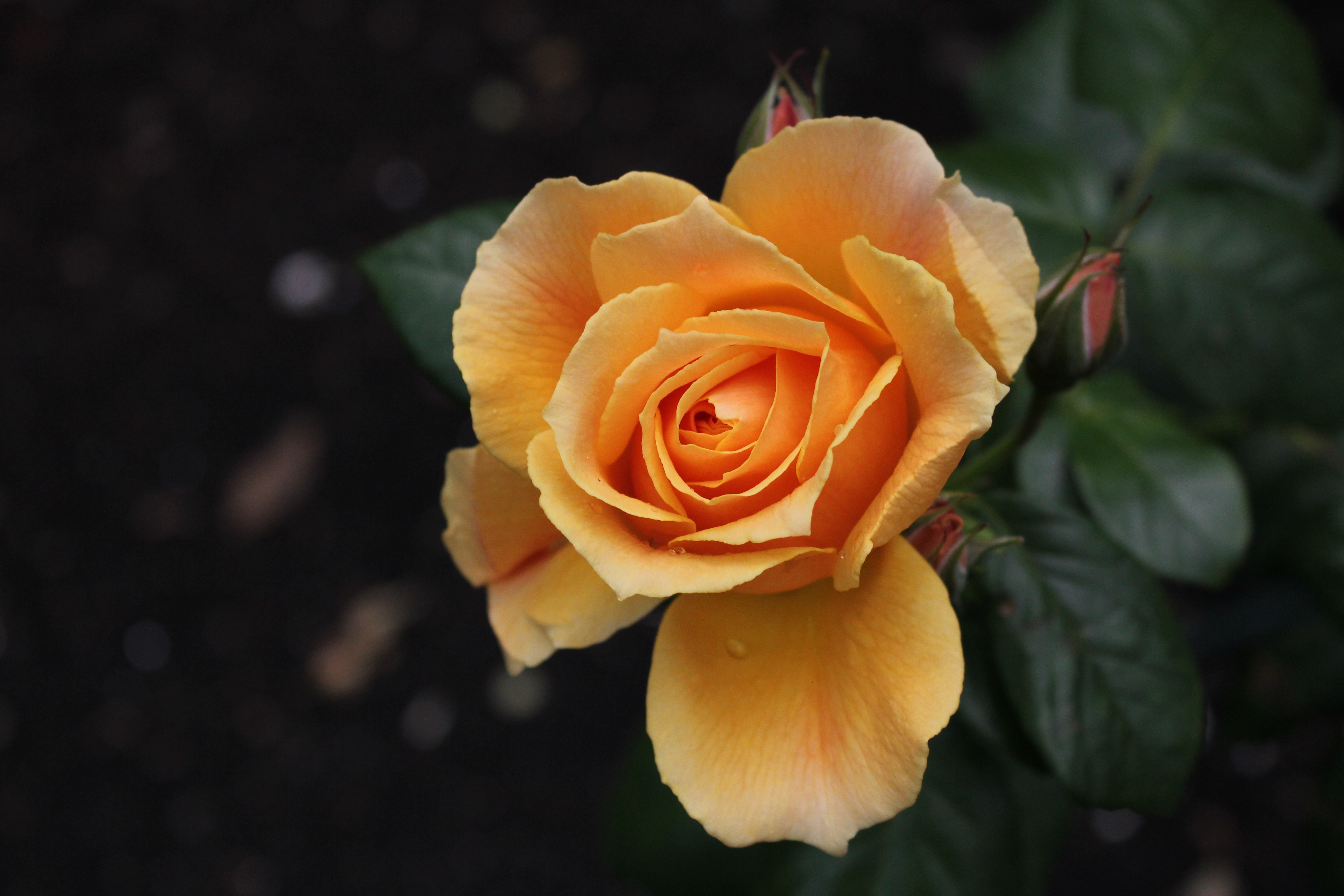 Free photo Yellow roses