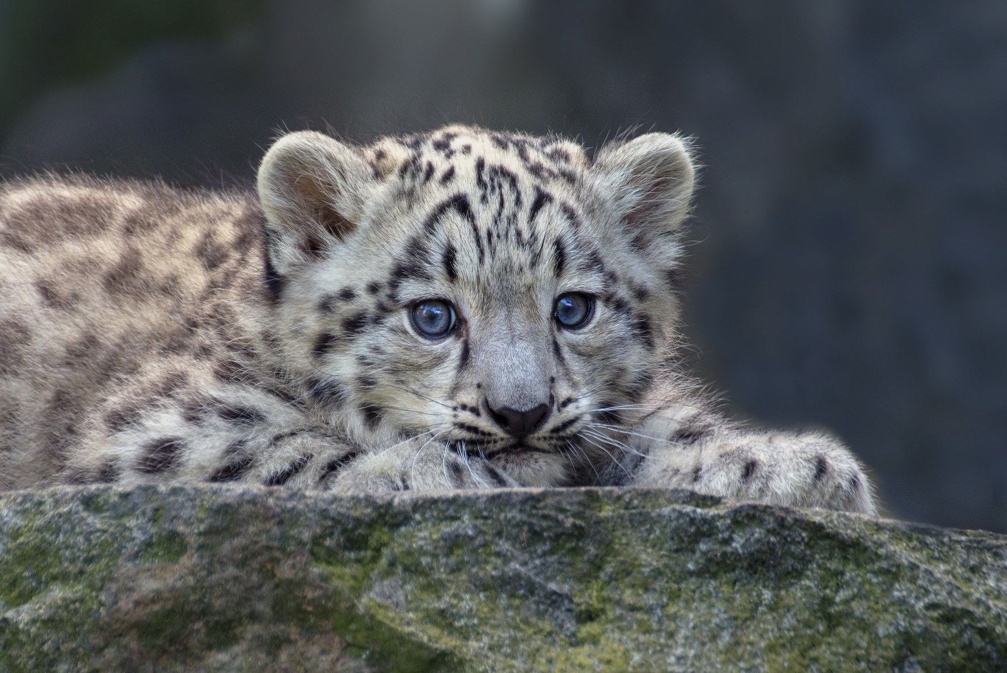 Free photo Kitten of the snow leopard