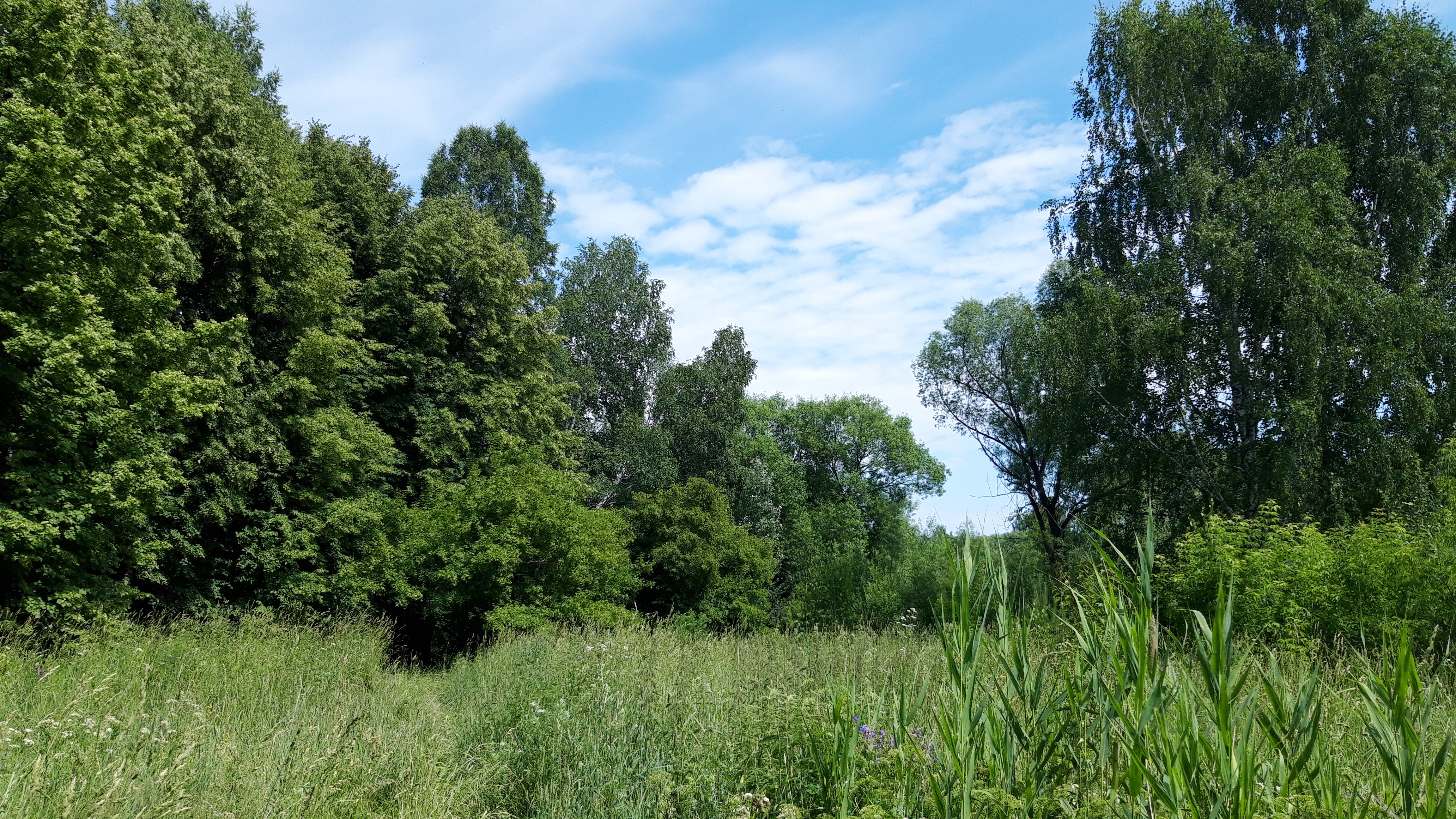 Бесплатное фото Летний ясный день в лесу