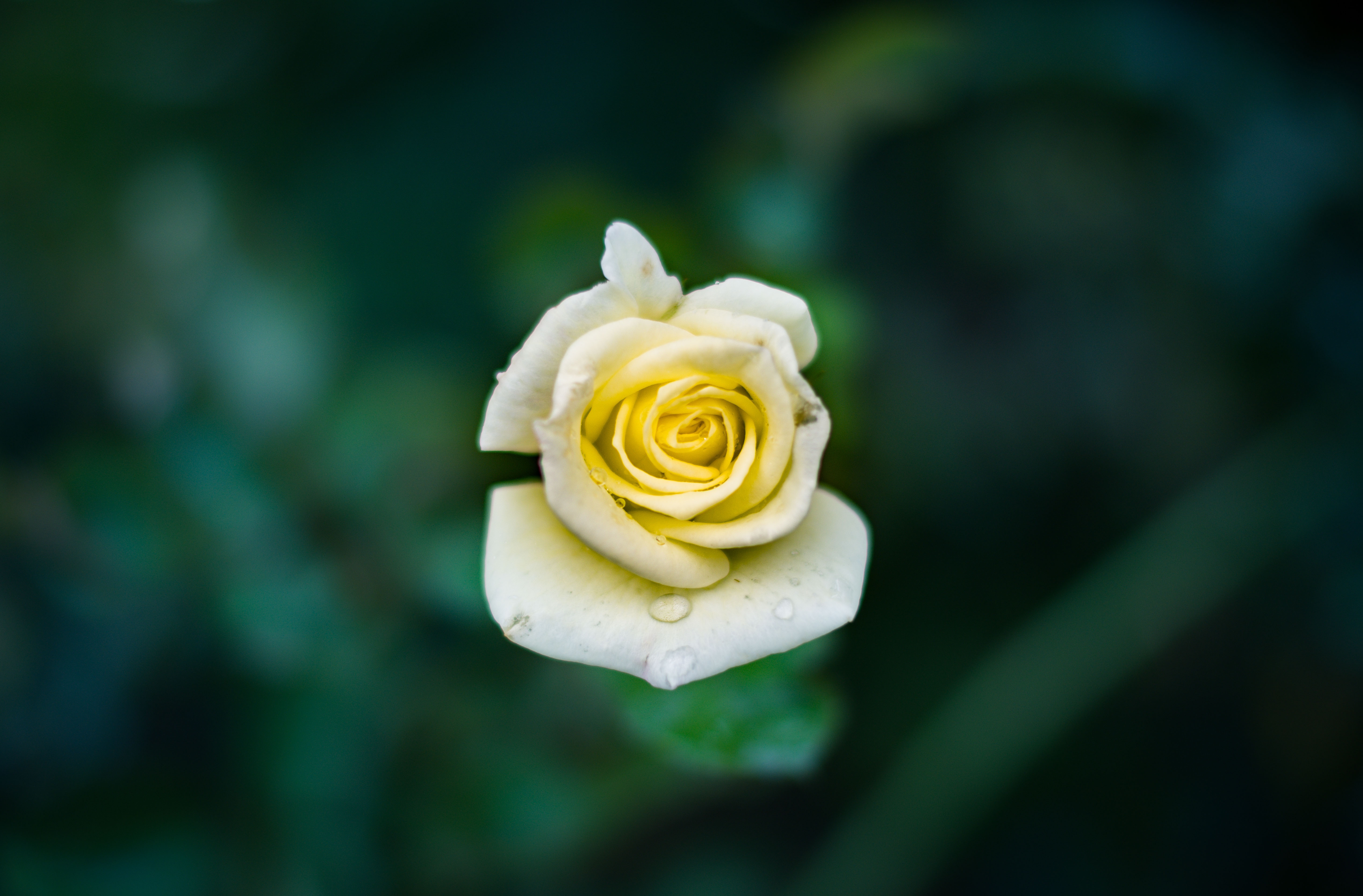 免费照片模糊的绿色背景上的一朵白玫瑰