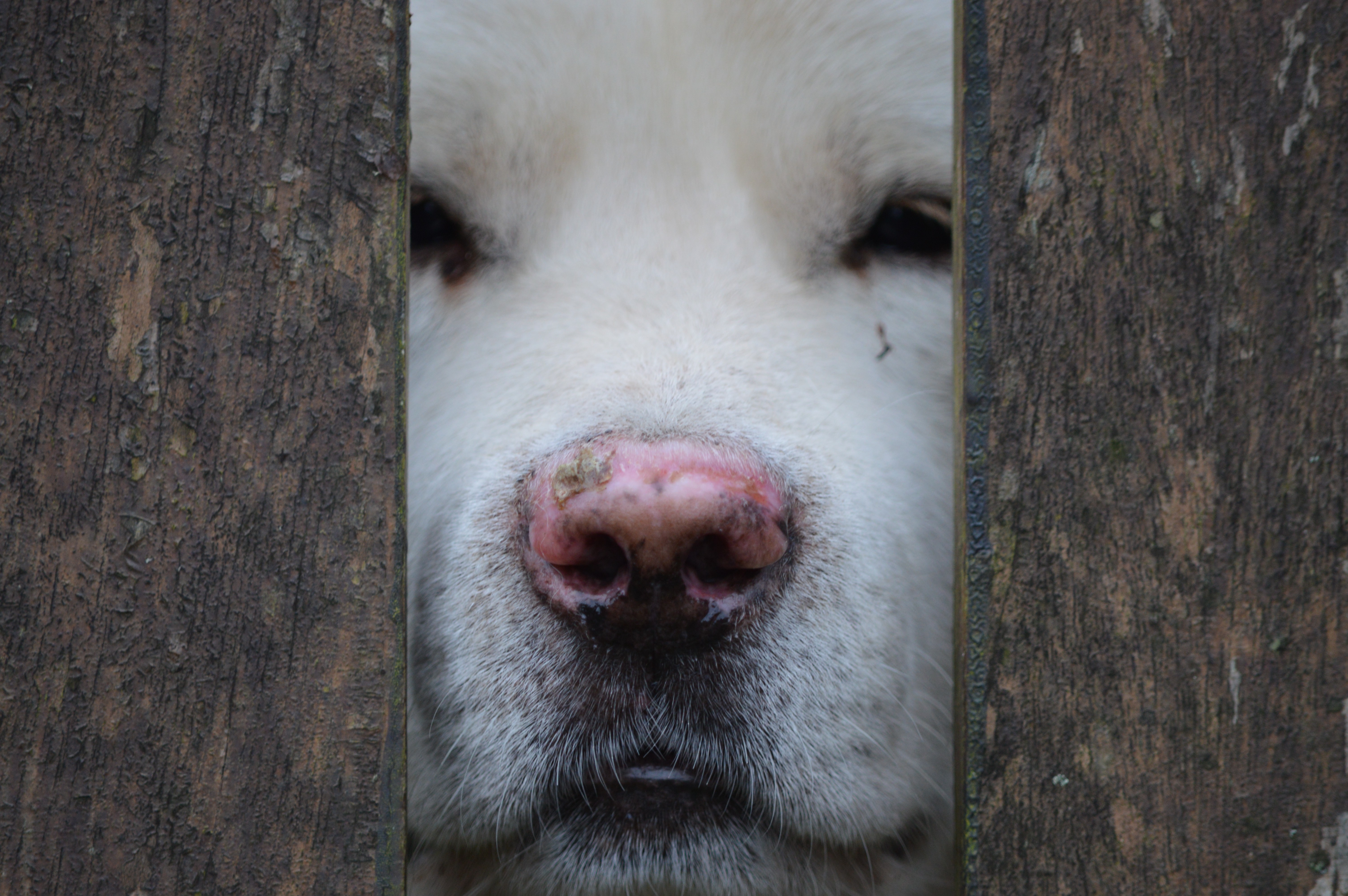 Free photo The dog is looking through a gap in the fence