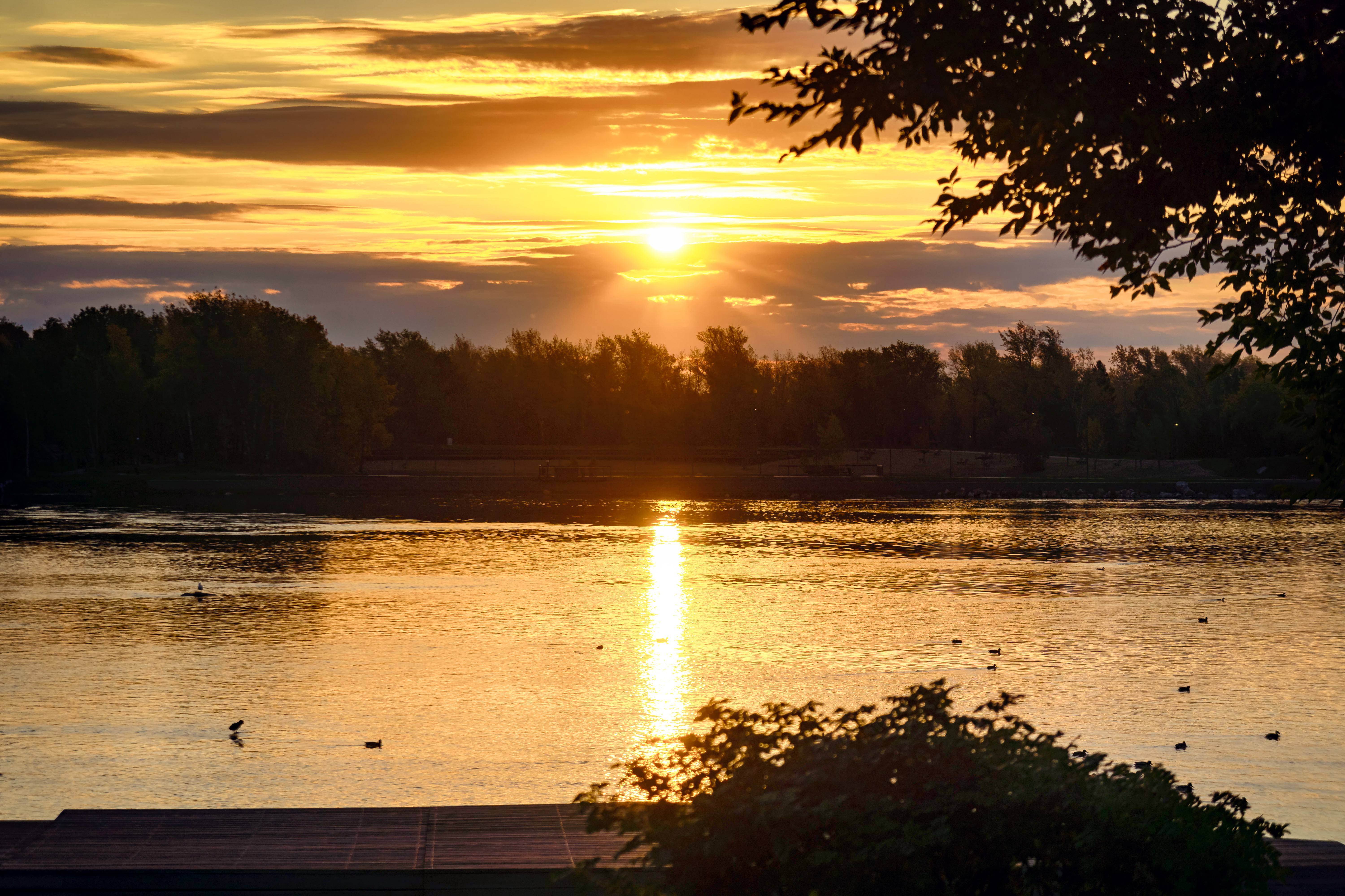 夏日清晨，河边有鸭子