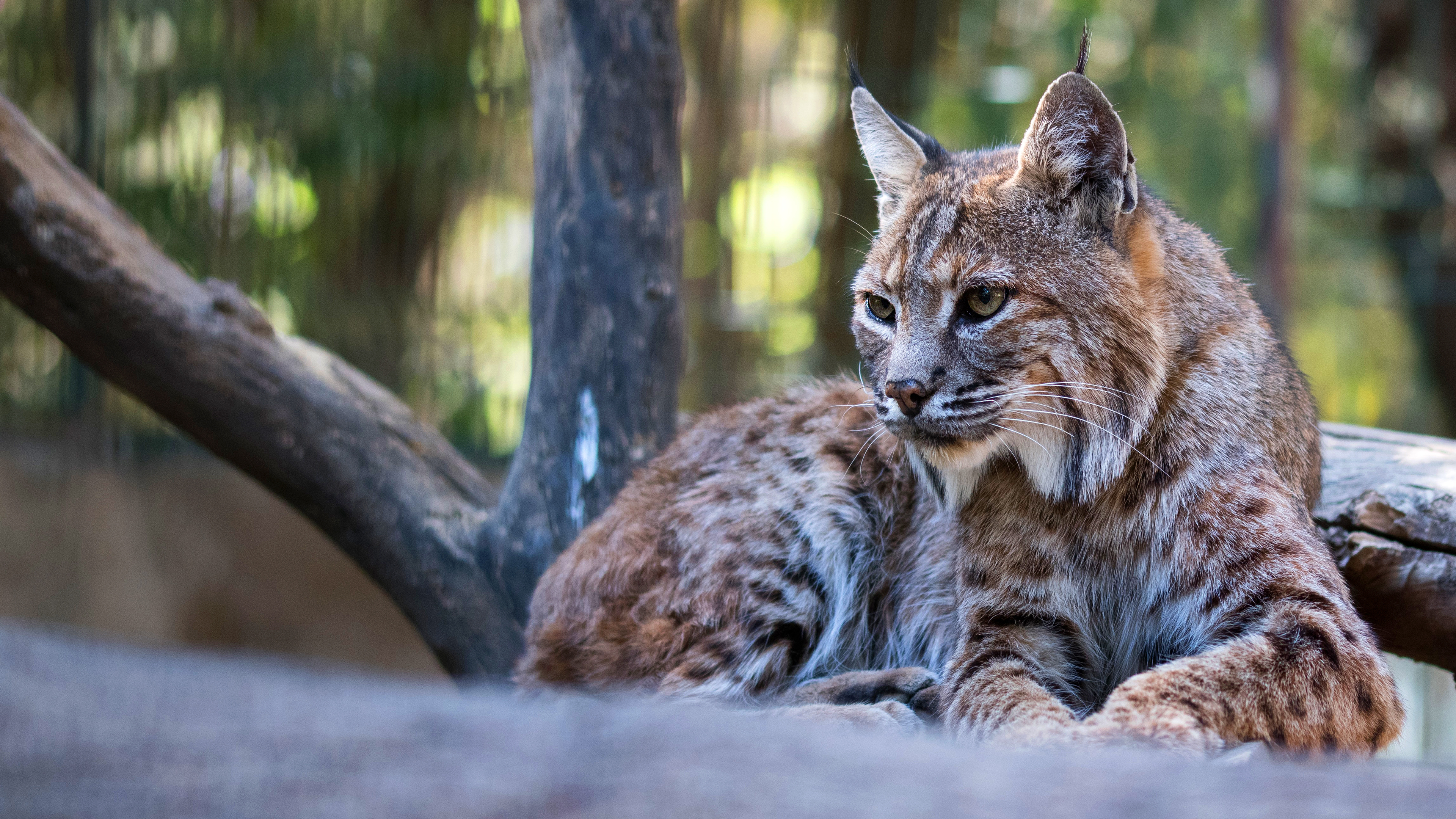 Free photo Lynx lies in the background of trees