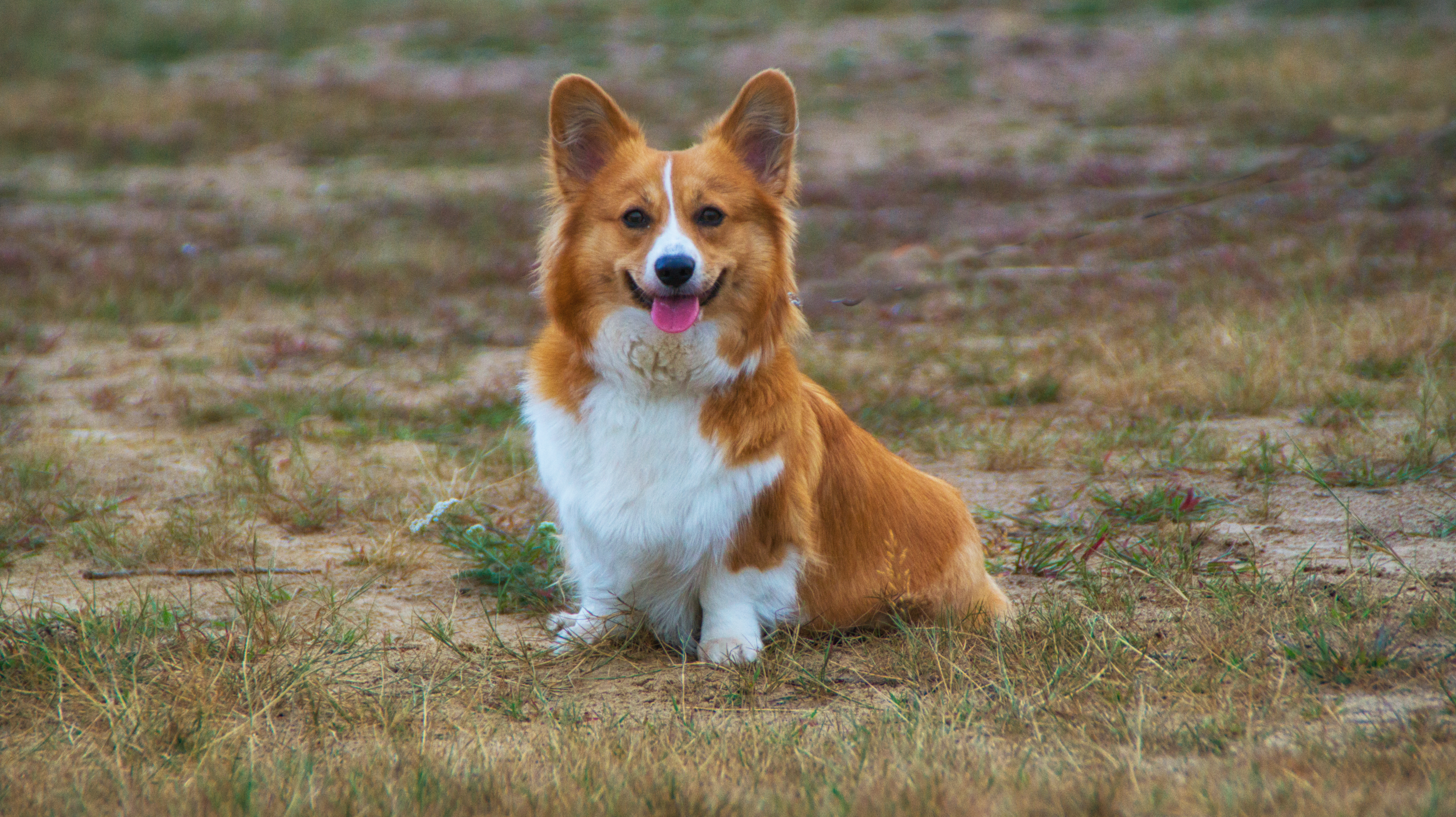 桌面上的壁纸柯基犬 幼犬 狗