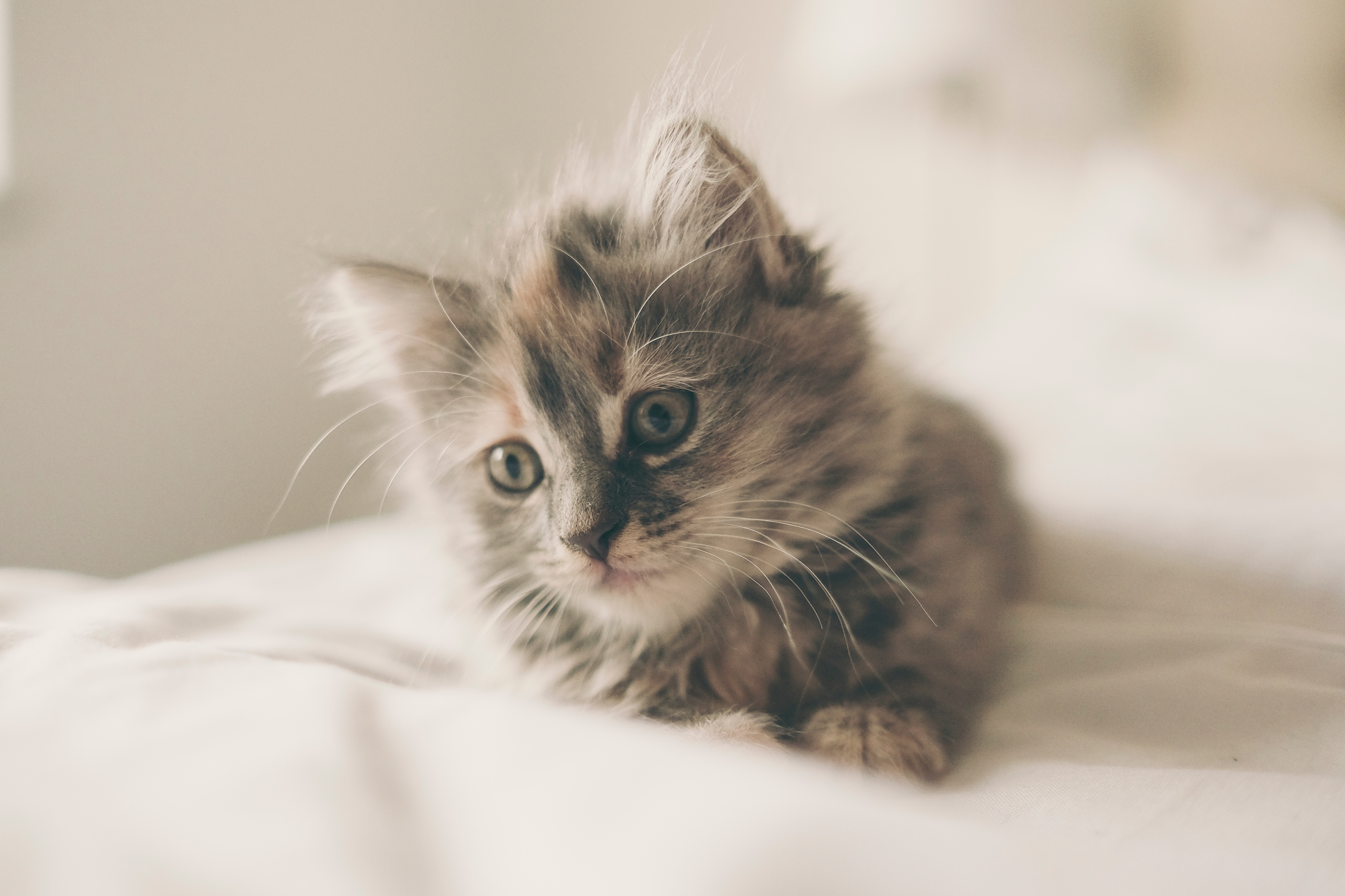 A fluffy kitten lying on the bed