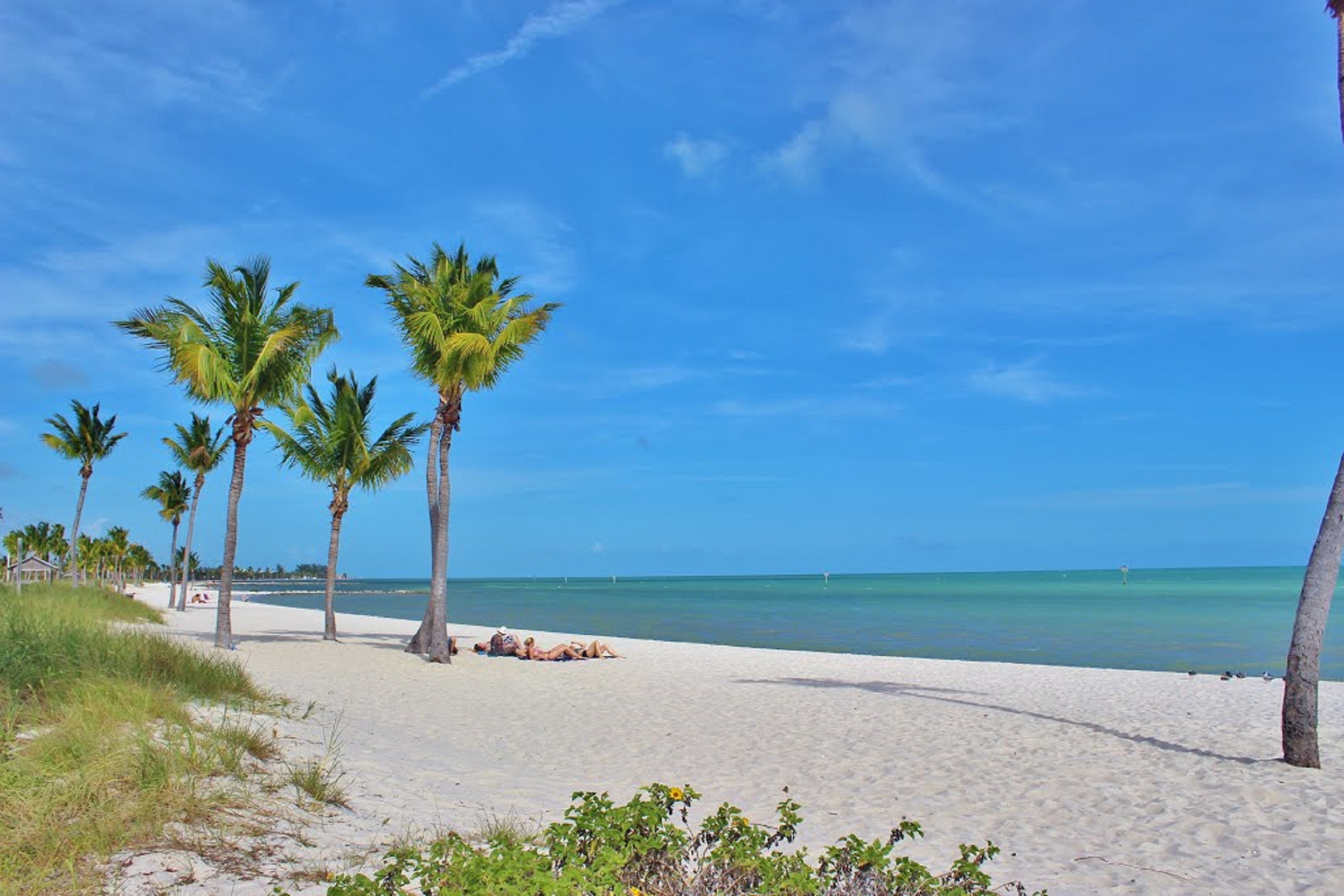 Free photo Beach on the seashore with palm trees