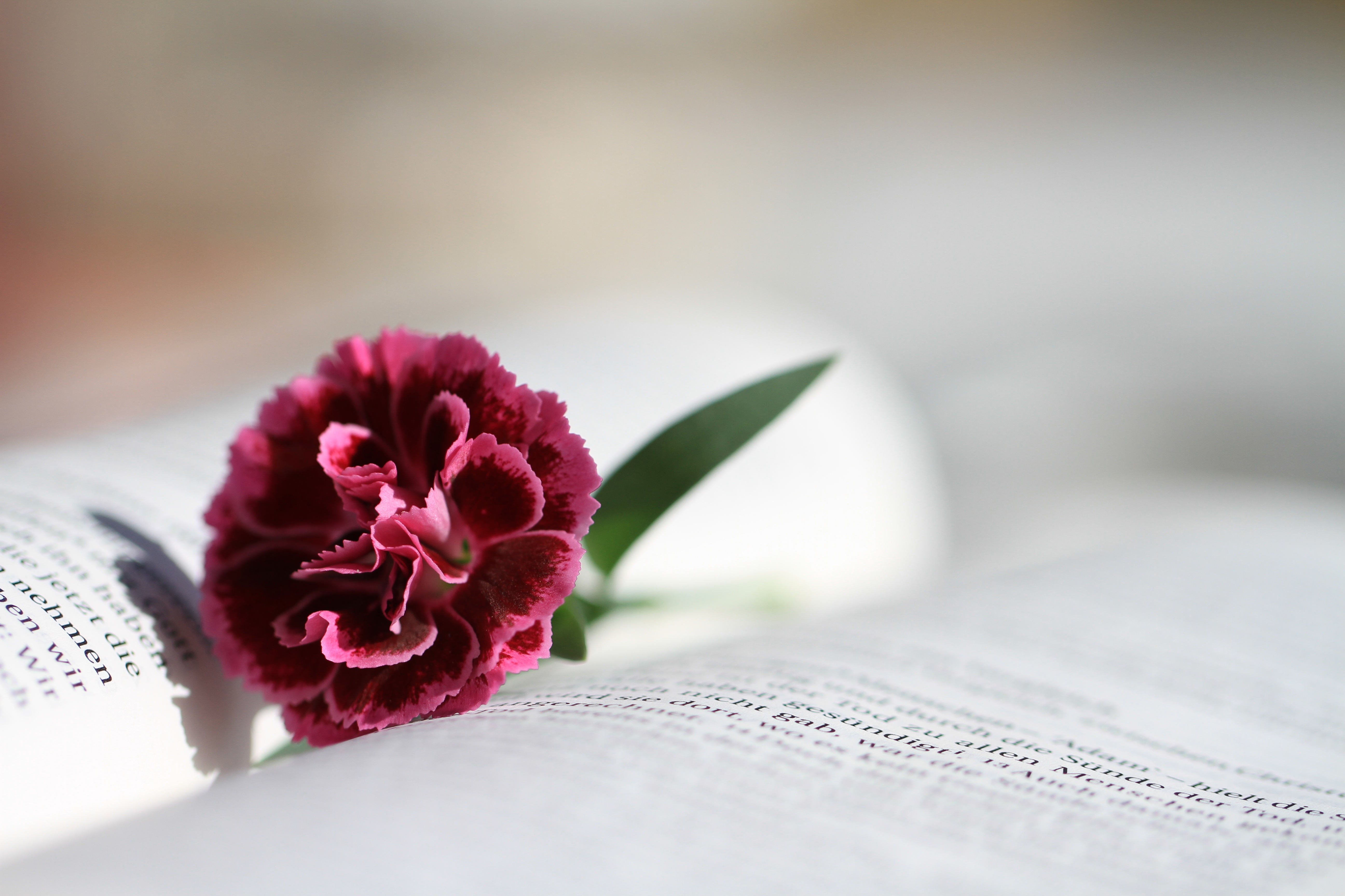 Wallpapers blossom book read on the desktop