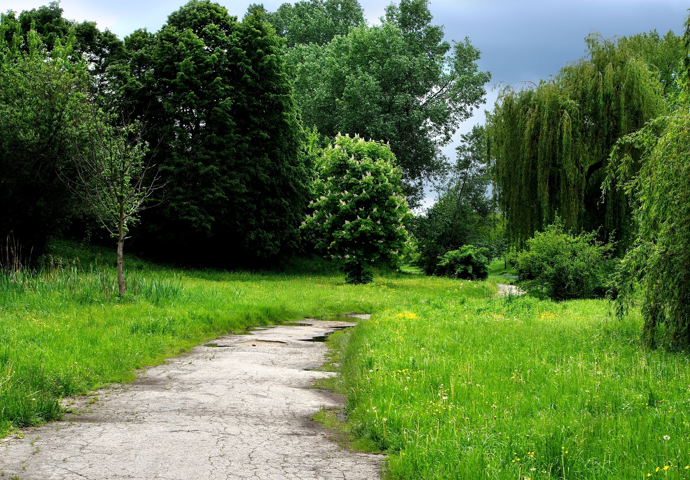 Dense green forest