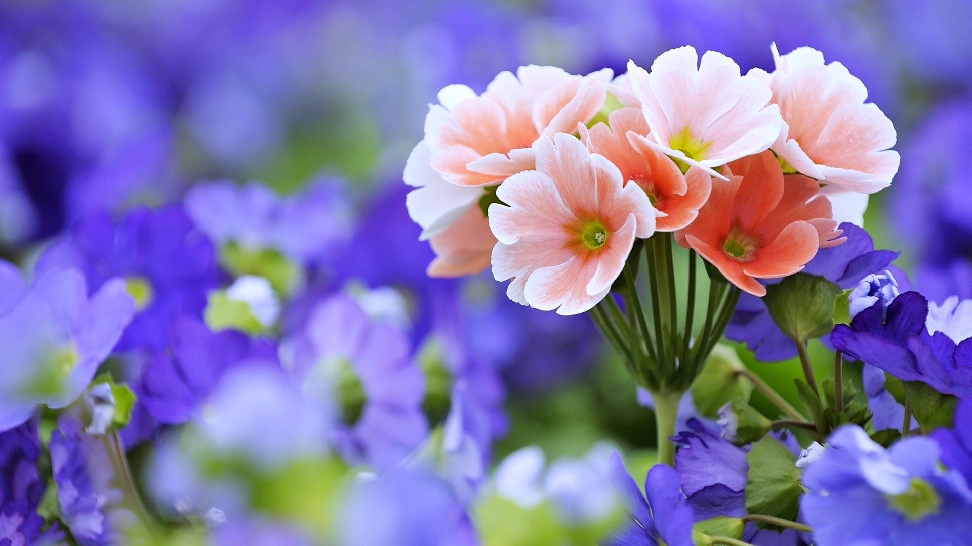 Free photo Pink flowers grew amongst the blue flowers