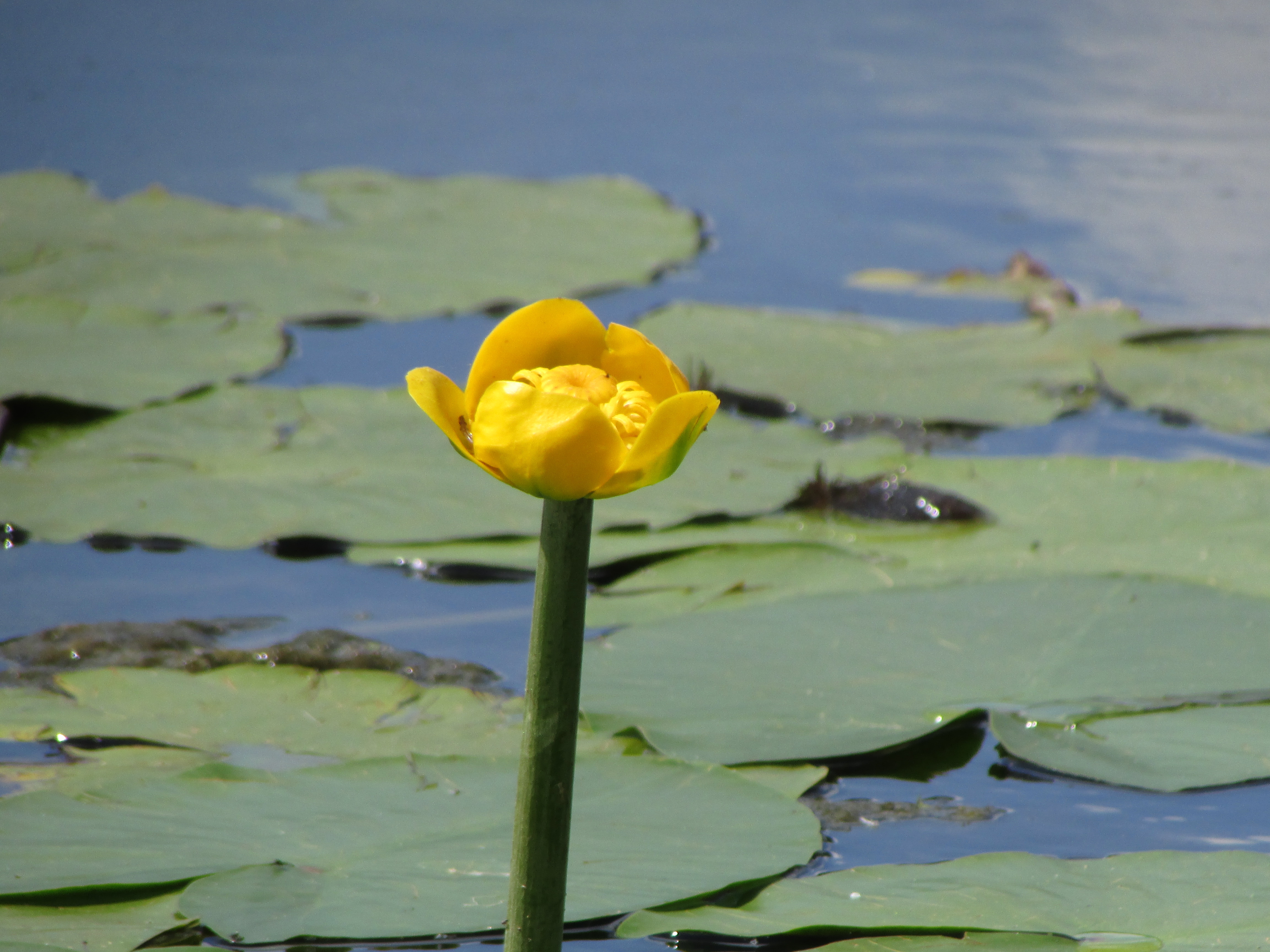 Цветок Кубышки в пруду