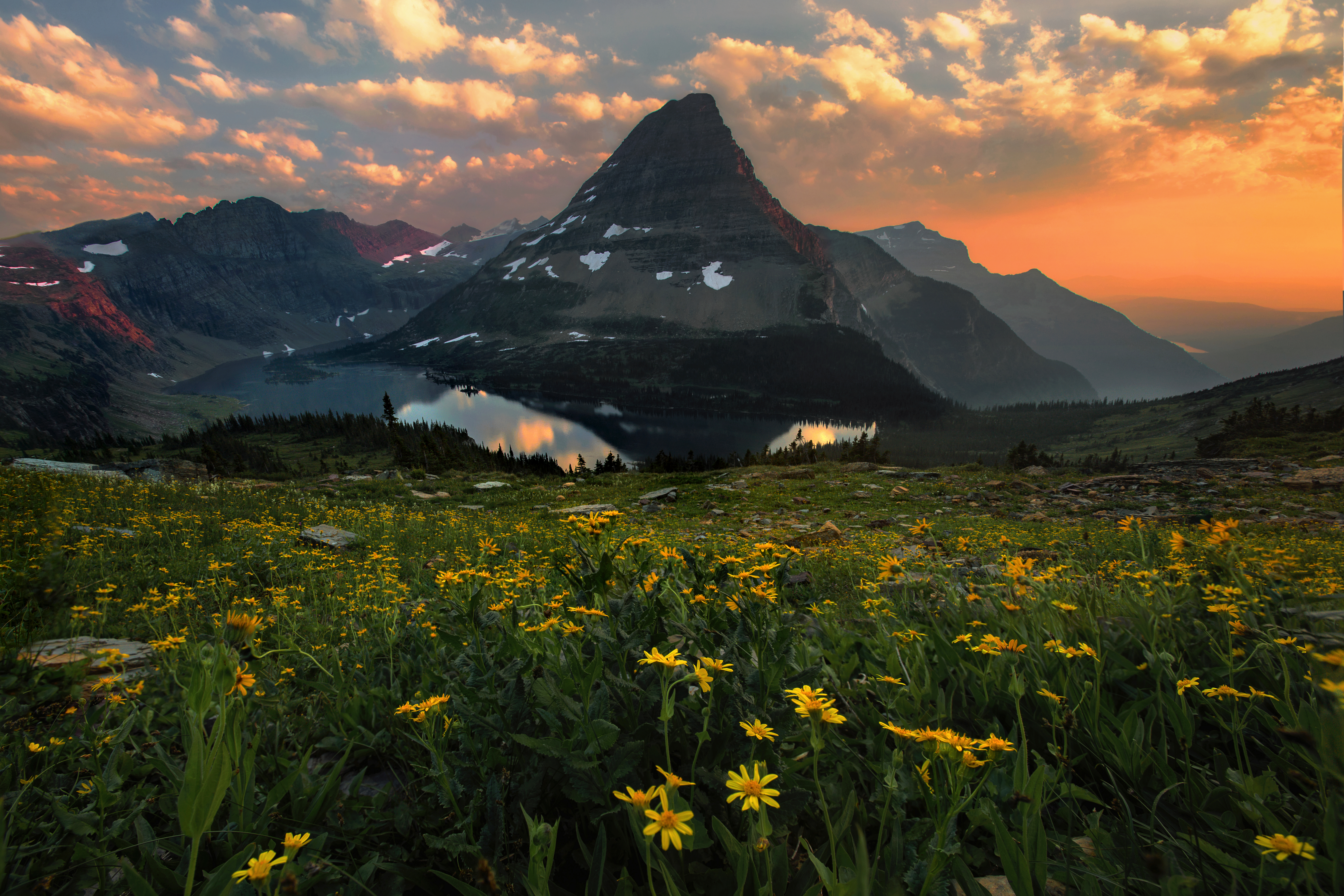 Free photo Yellow flowers on the shore of a mountain lake