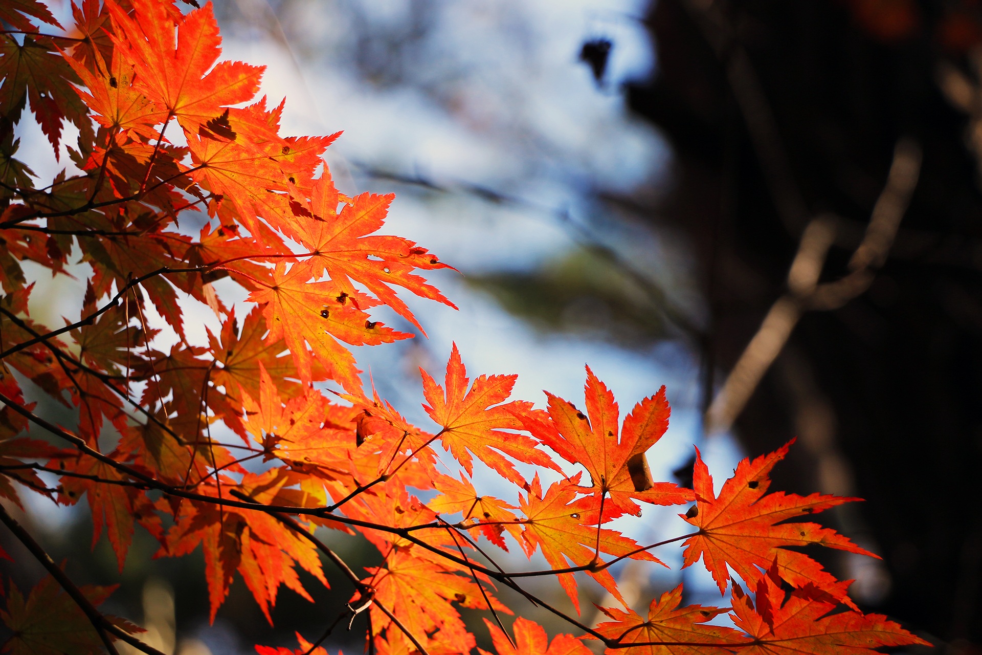 免费照片橙色枫叶