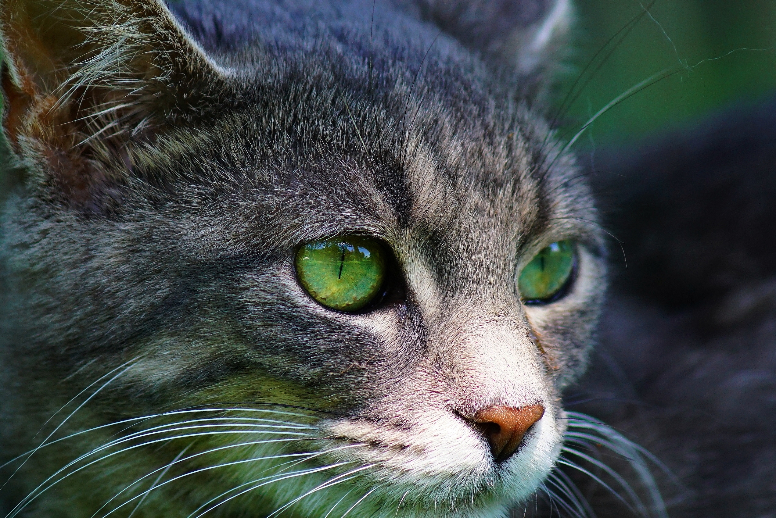 Green-eyed kitty