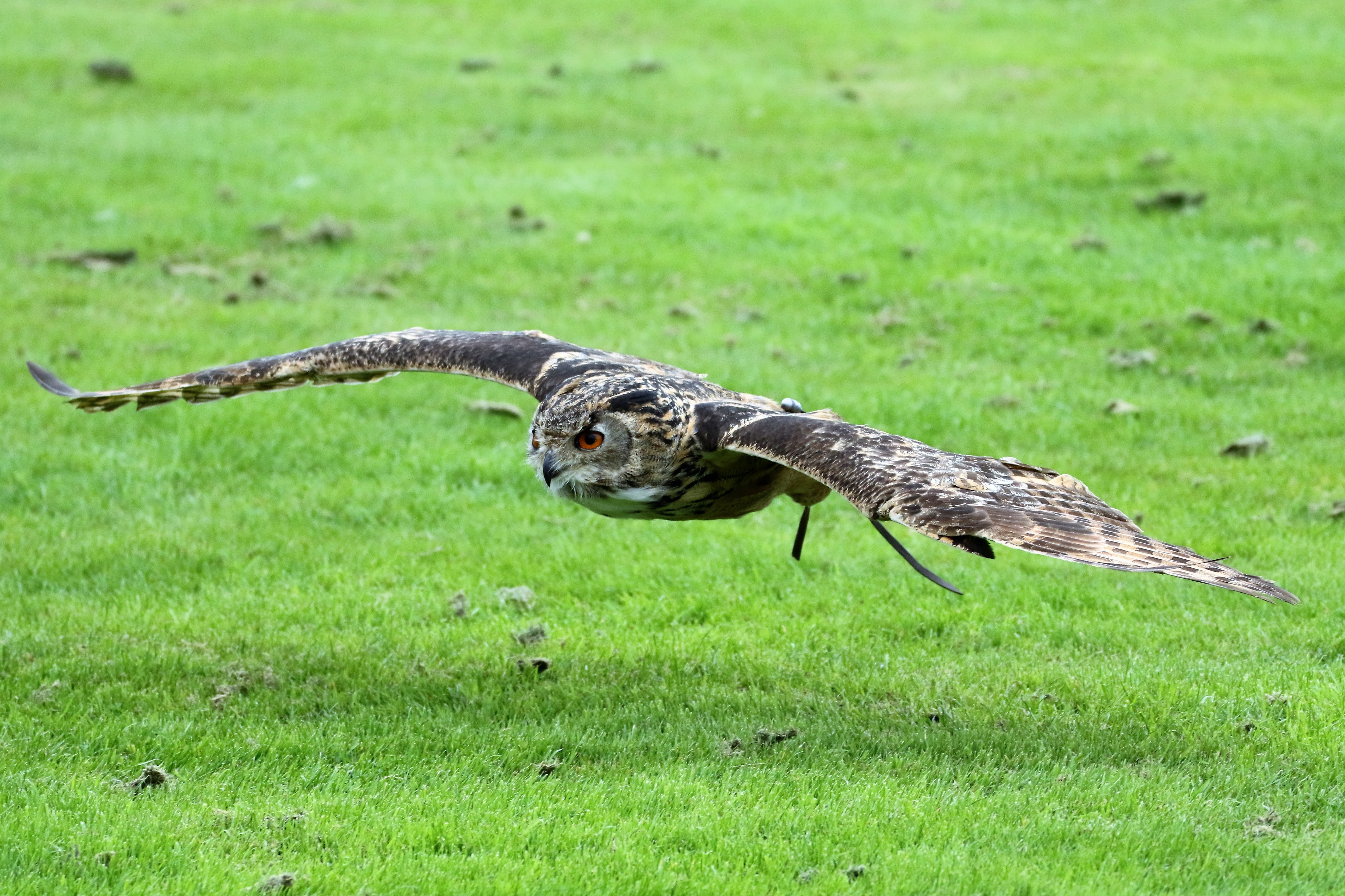 Wallpapers bird fauna eurasian eagle owl on the desktop