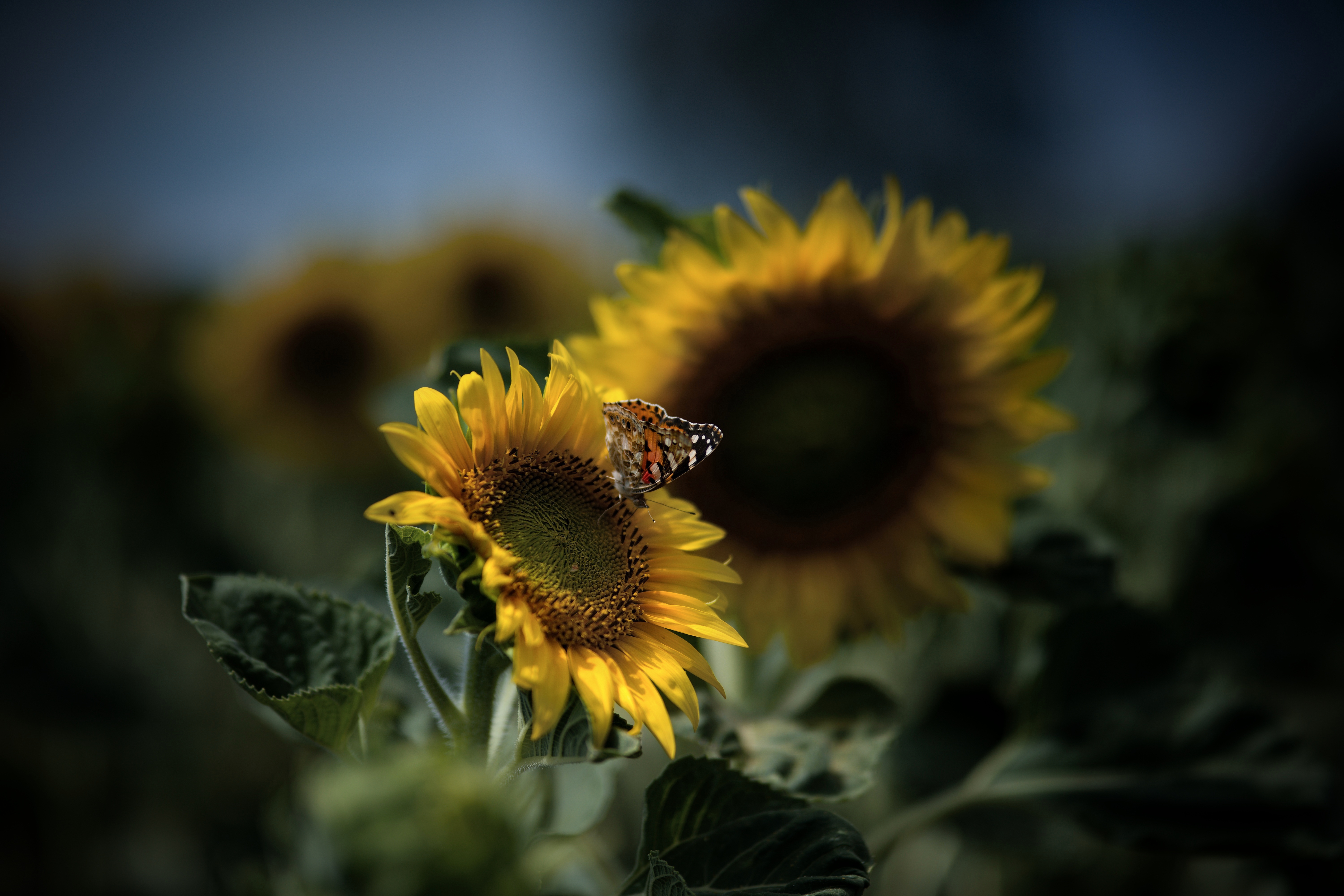 Wallpapers butterflies yellow sunflowers on the desktop