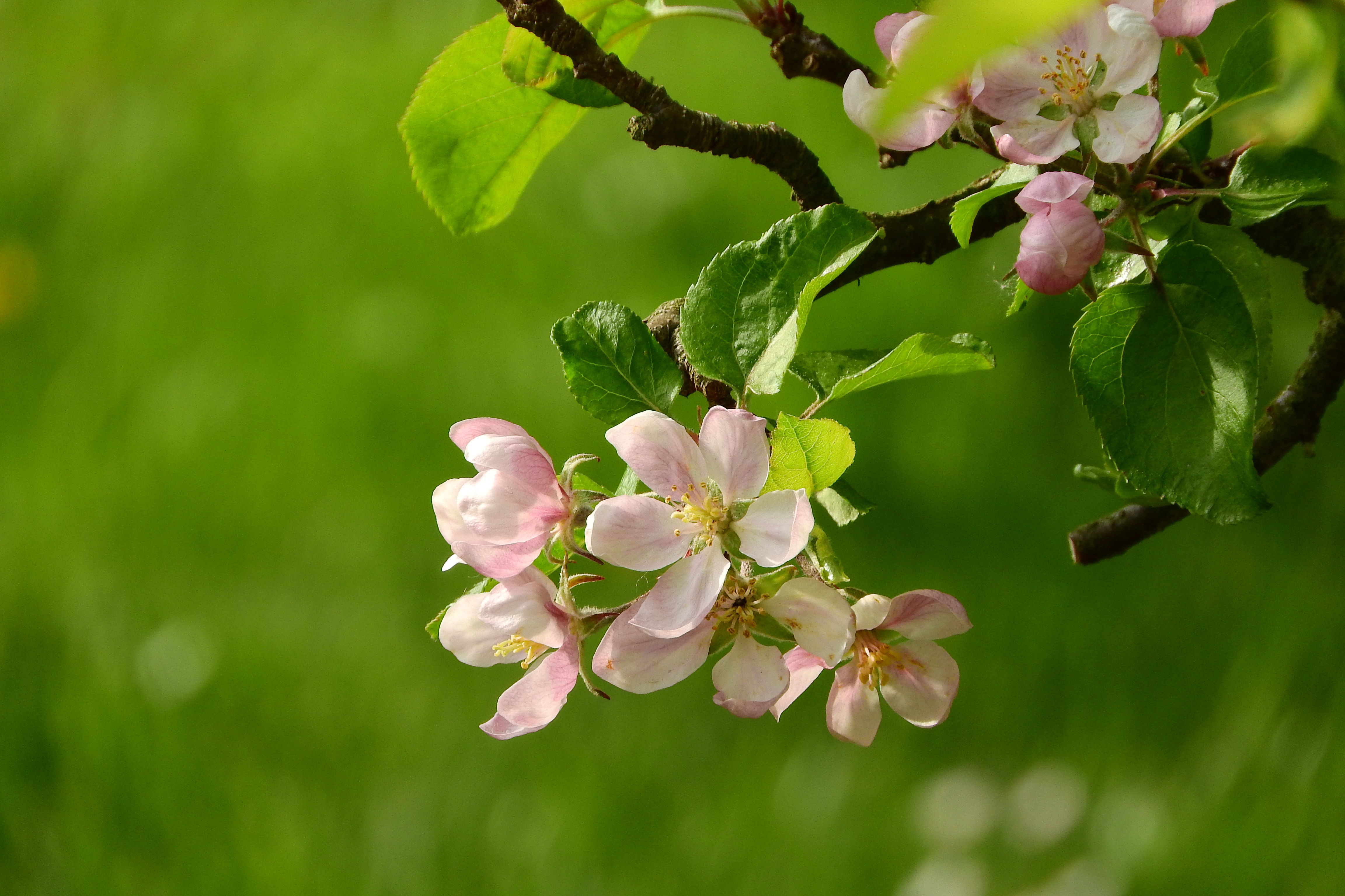 Free photo Part of an apple tree