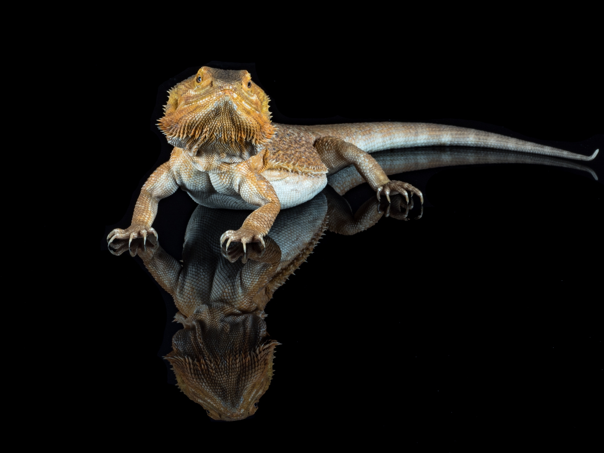 Free photo A bearded agama on a mirrored floor