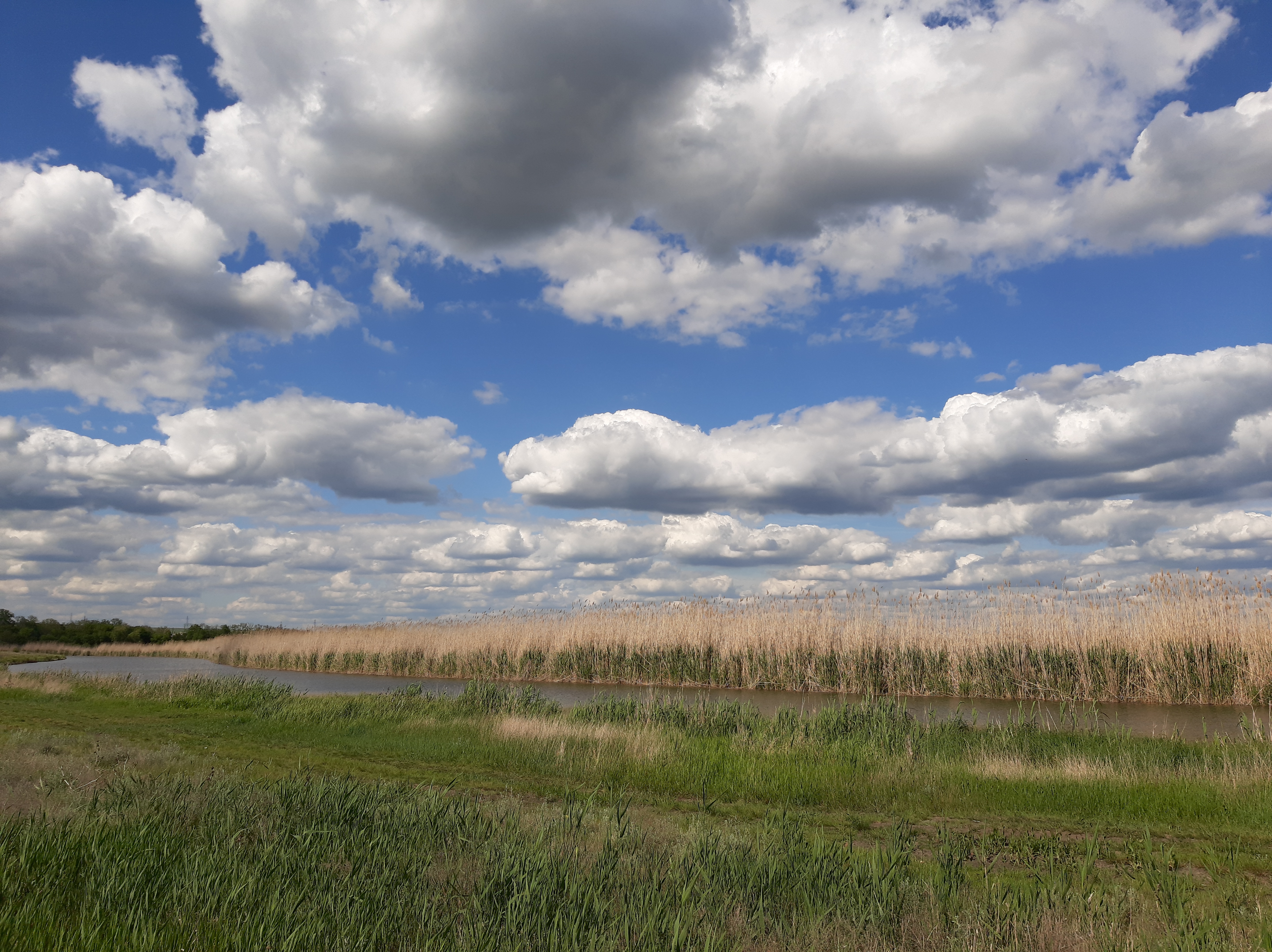 Free photo A summer field with puffy clouds in the sky