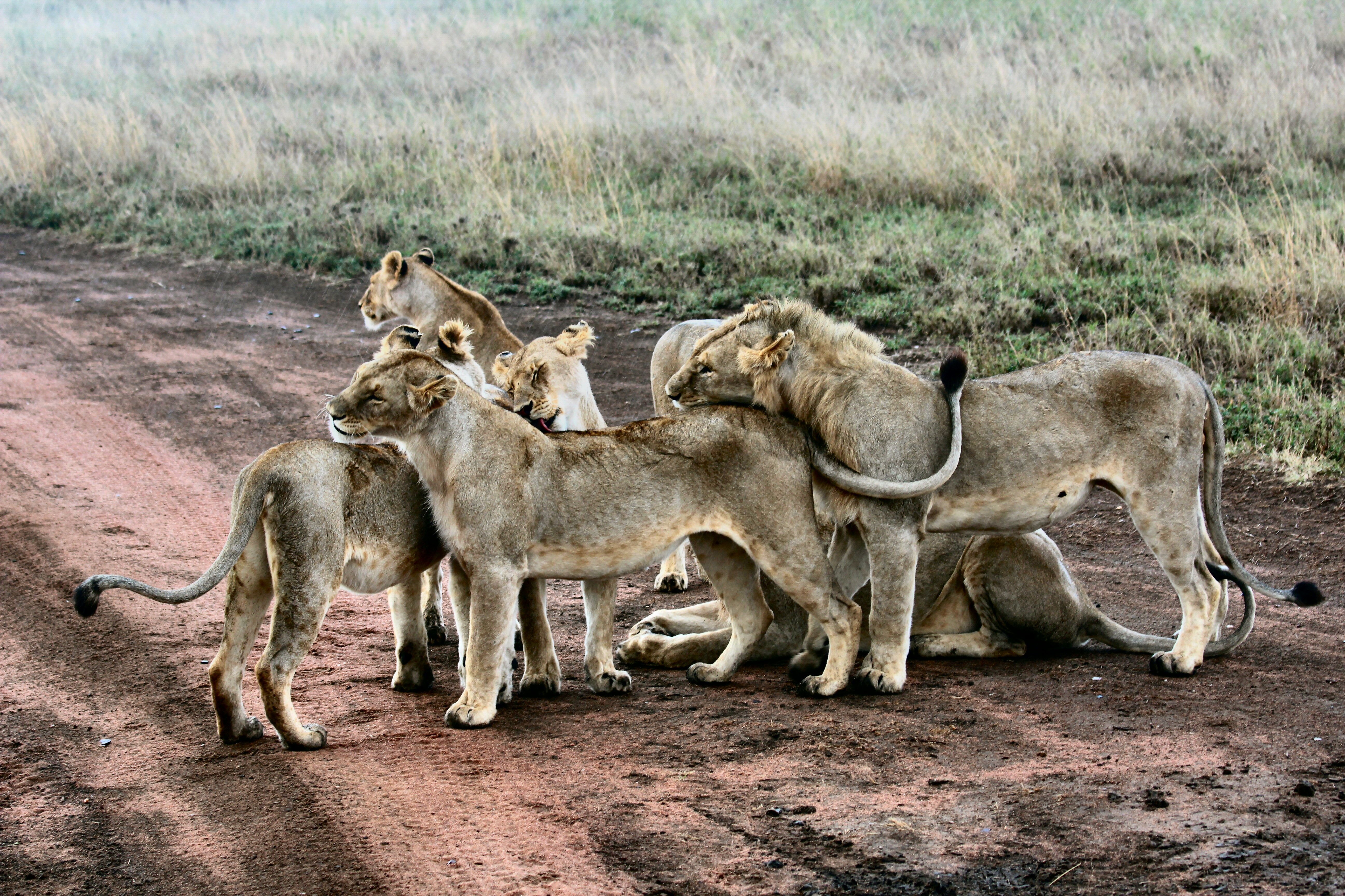 Wallpapers grass animal wildlife on the desktop