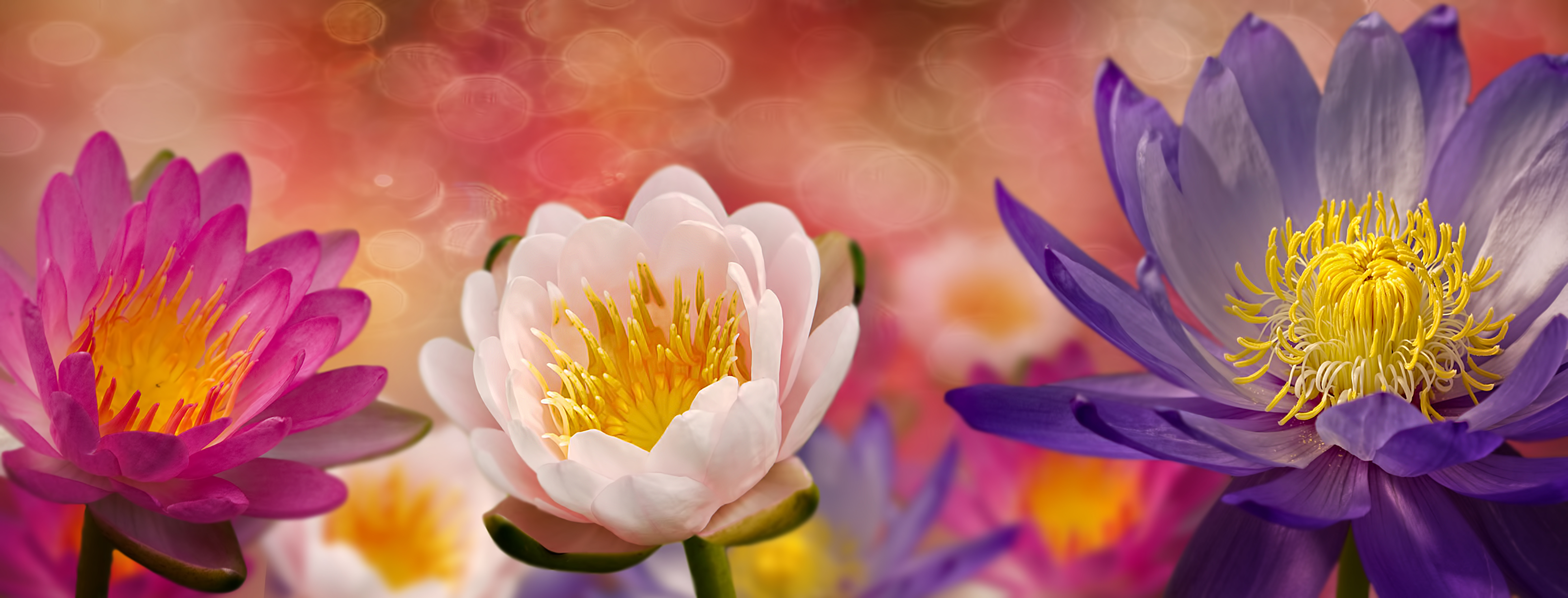 Wallpapers flora water Lily panorama on the desktop