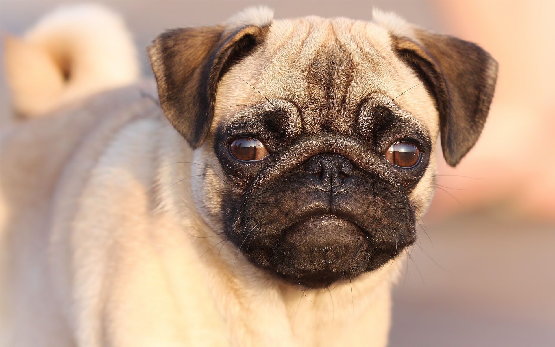 Free photo Pug face