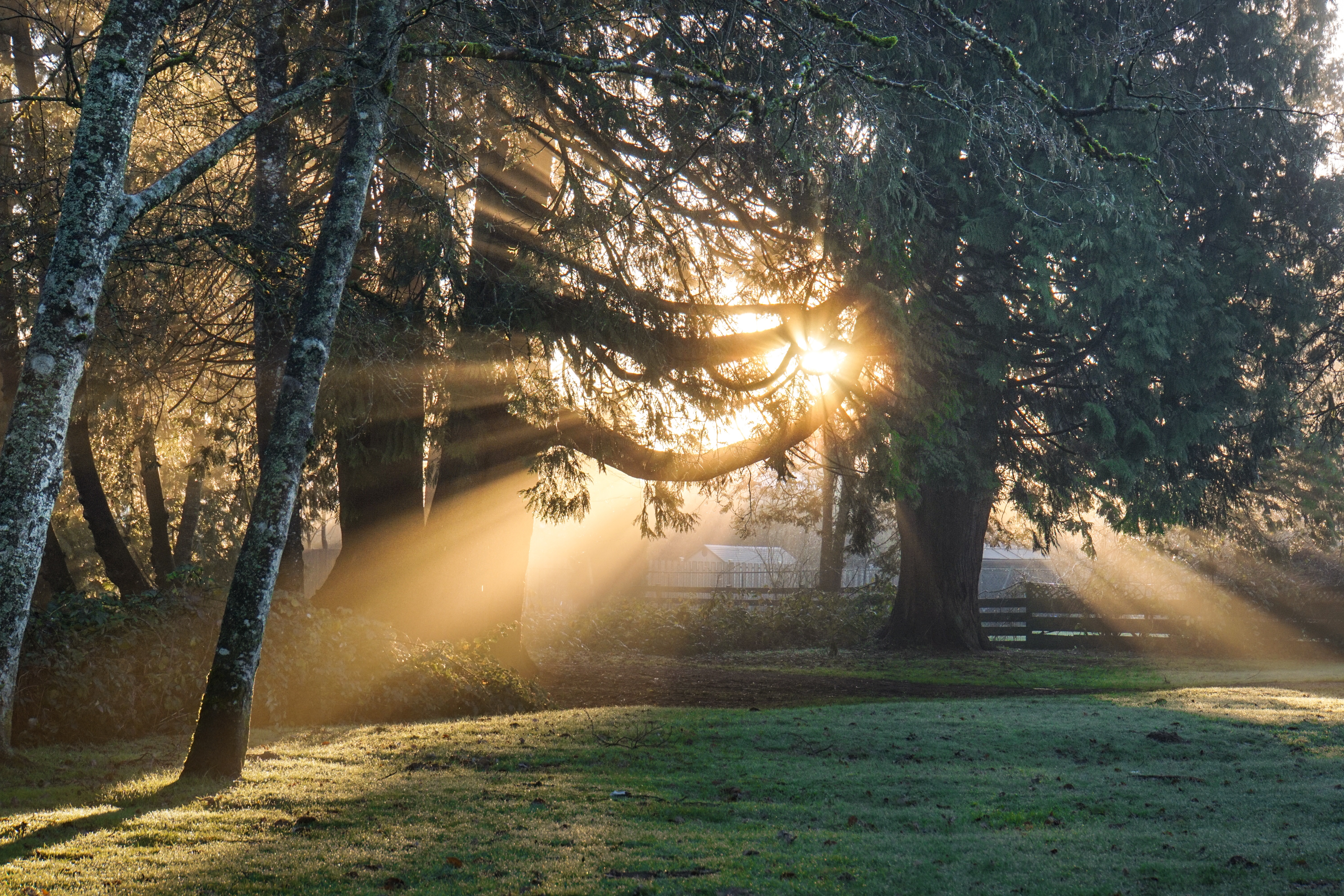 Free photo The sun rises from behind the tree