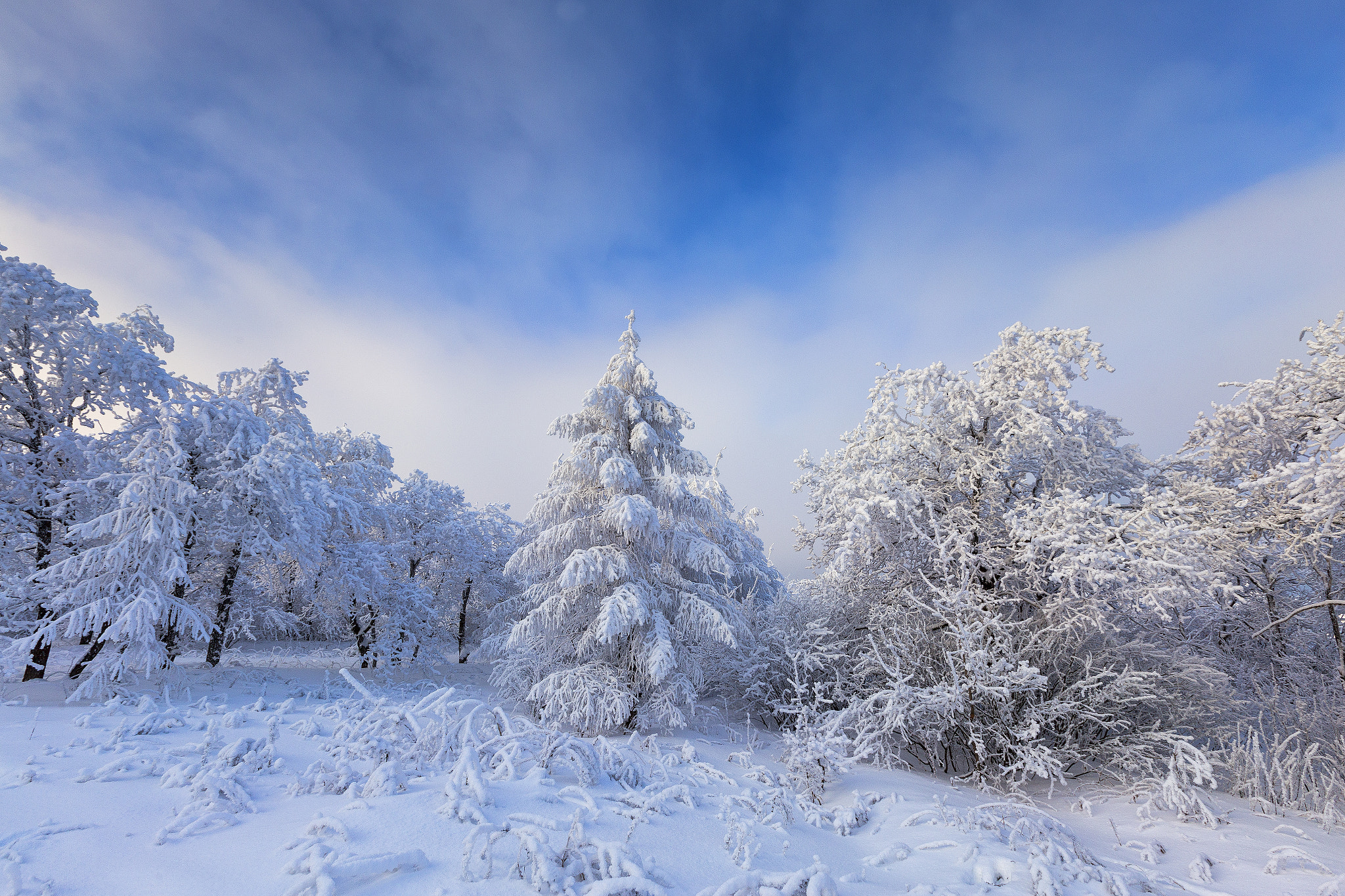 Wallpapers snow on trees trees snow on christmas trees on the desktop