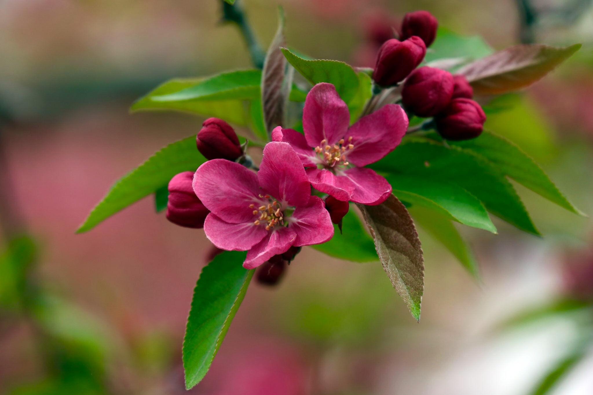 Free photo Spring Apple tree