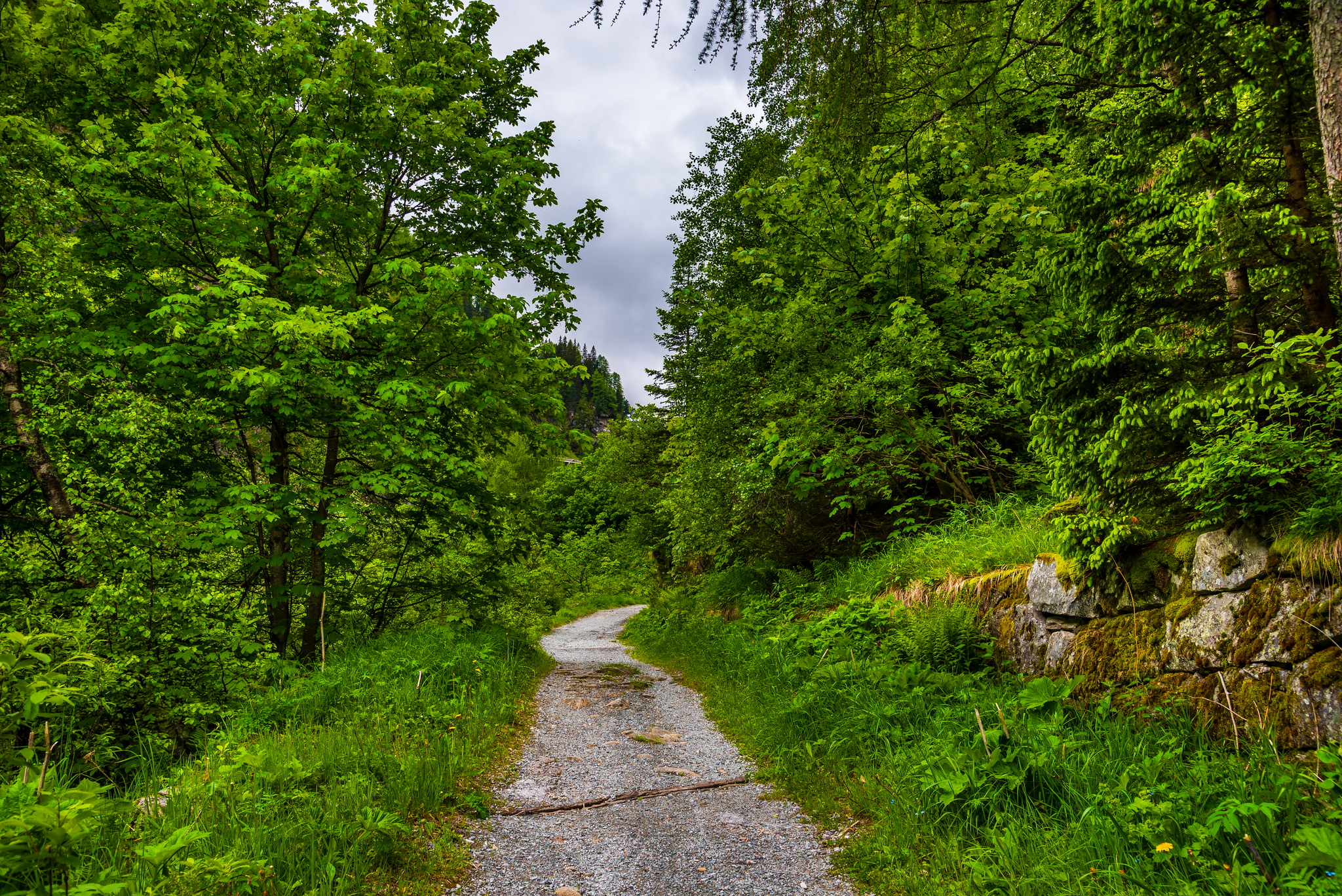 Wallpapers forest Austria road on the desktop