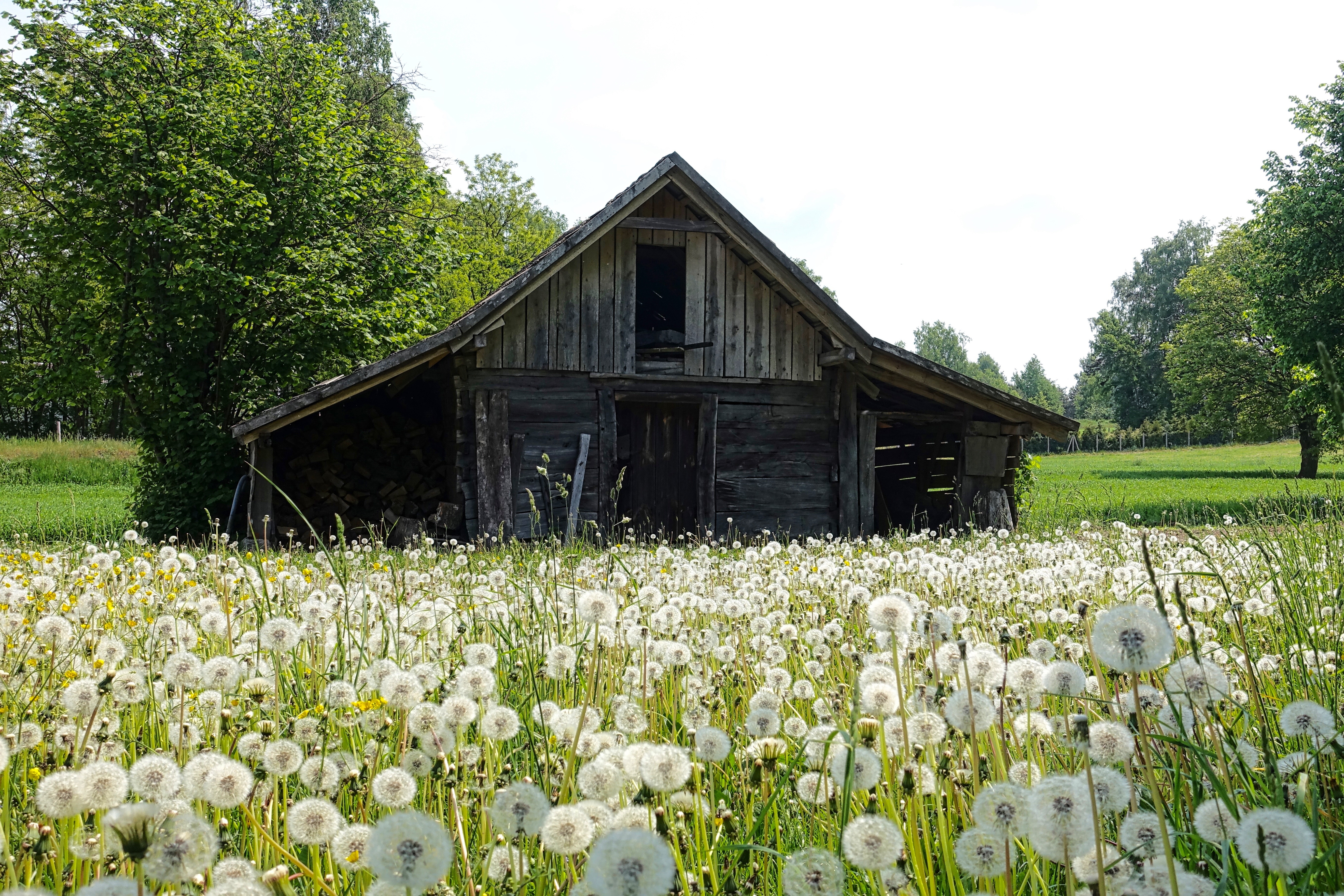 Wallpapers barn bloom blooming on the desktop