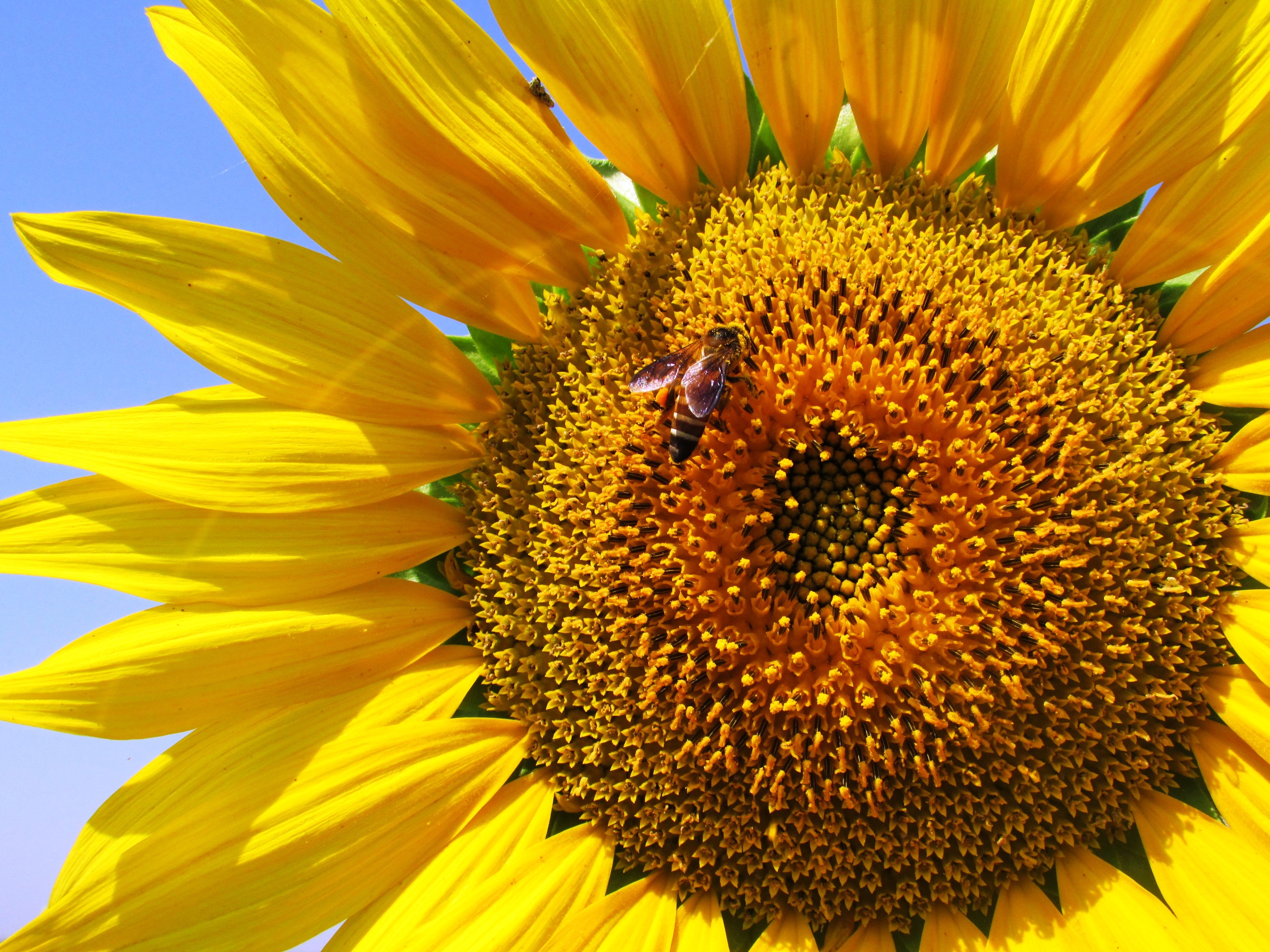 Free photo A wasp collects nectar from a yellow sunflower.