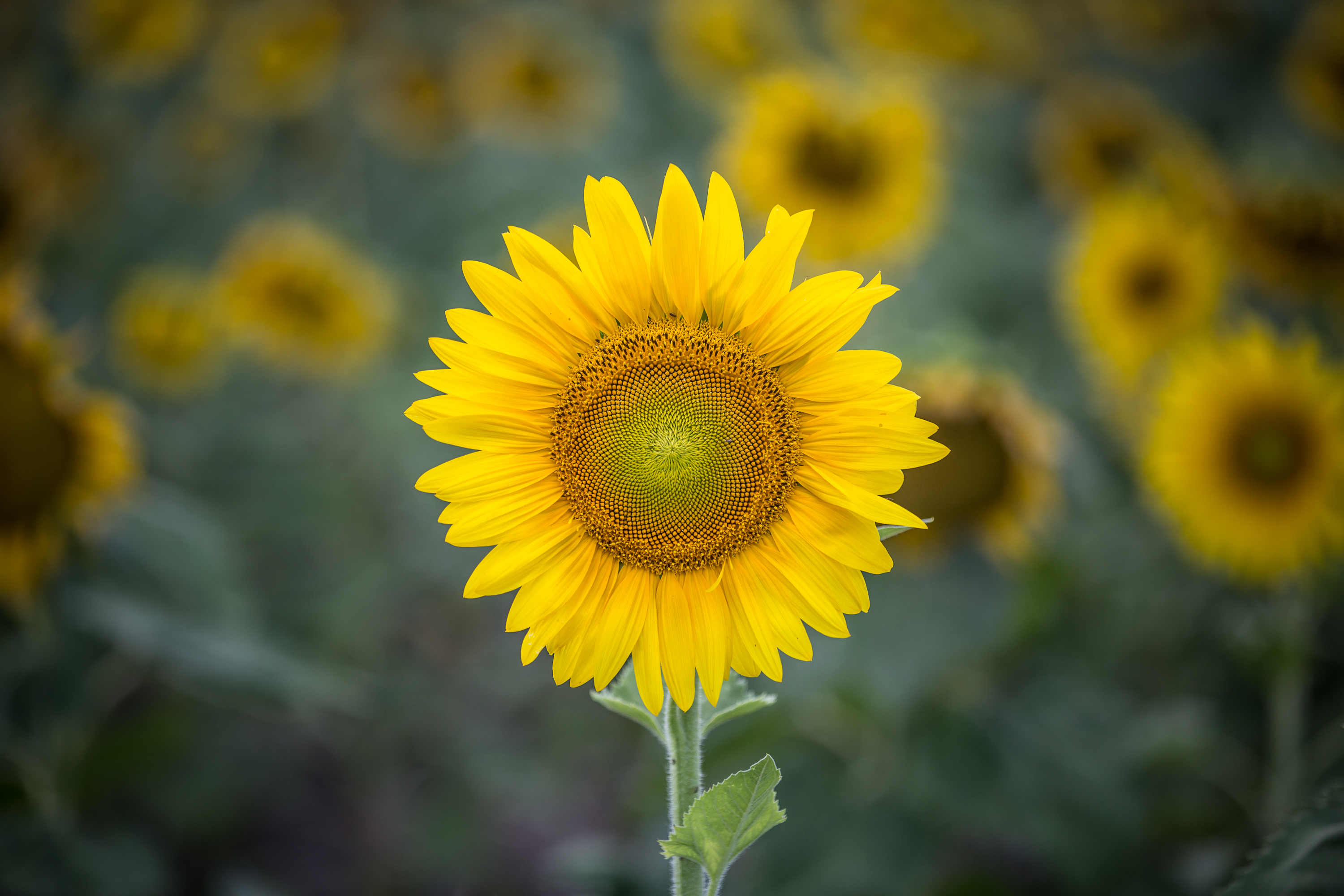 Wallpapers nature plant field on the desktop