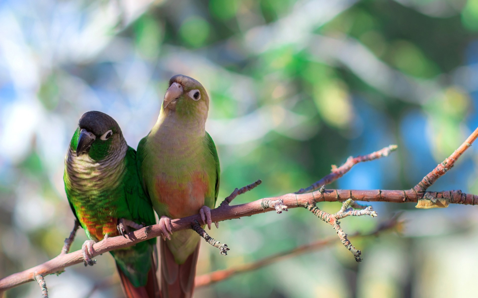 Wallpapers parrot branches sit on the desktop
