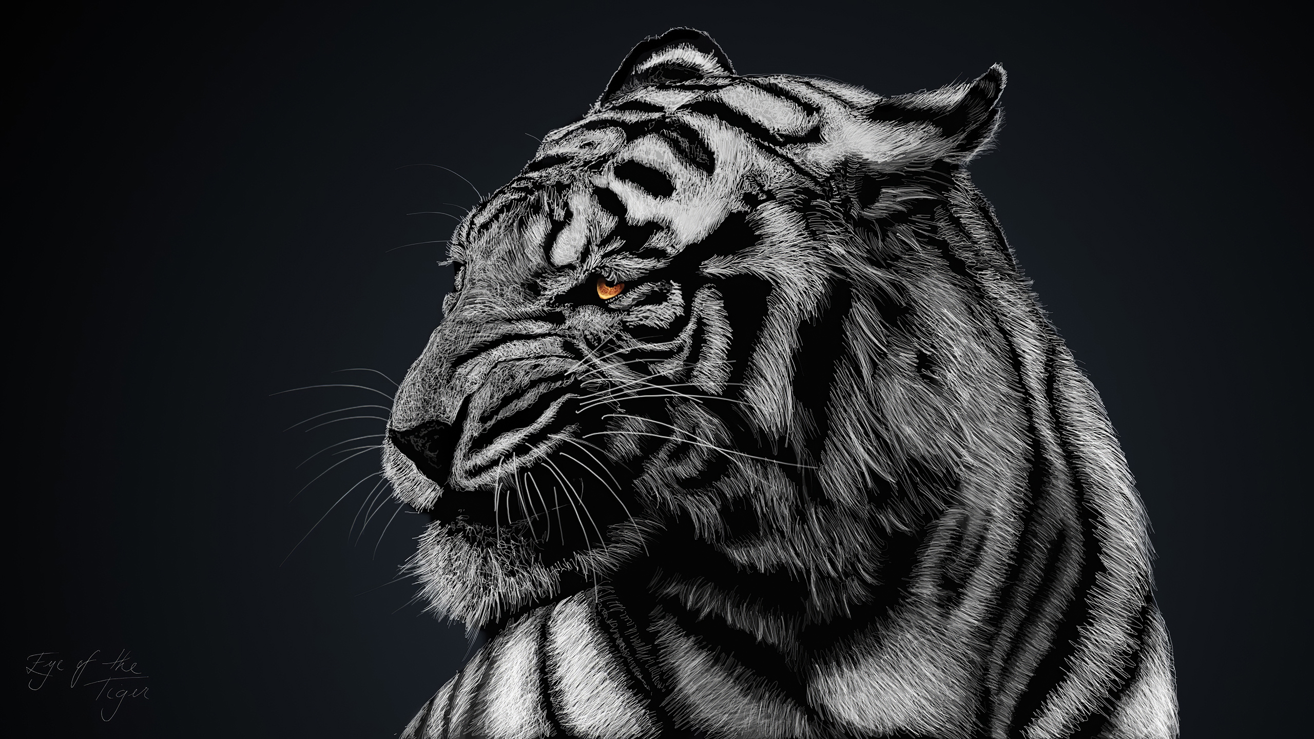 单色照片中的一只愤怒的老虎