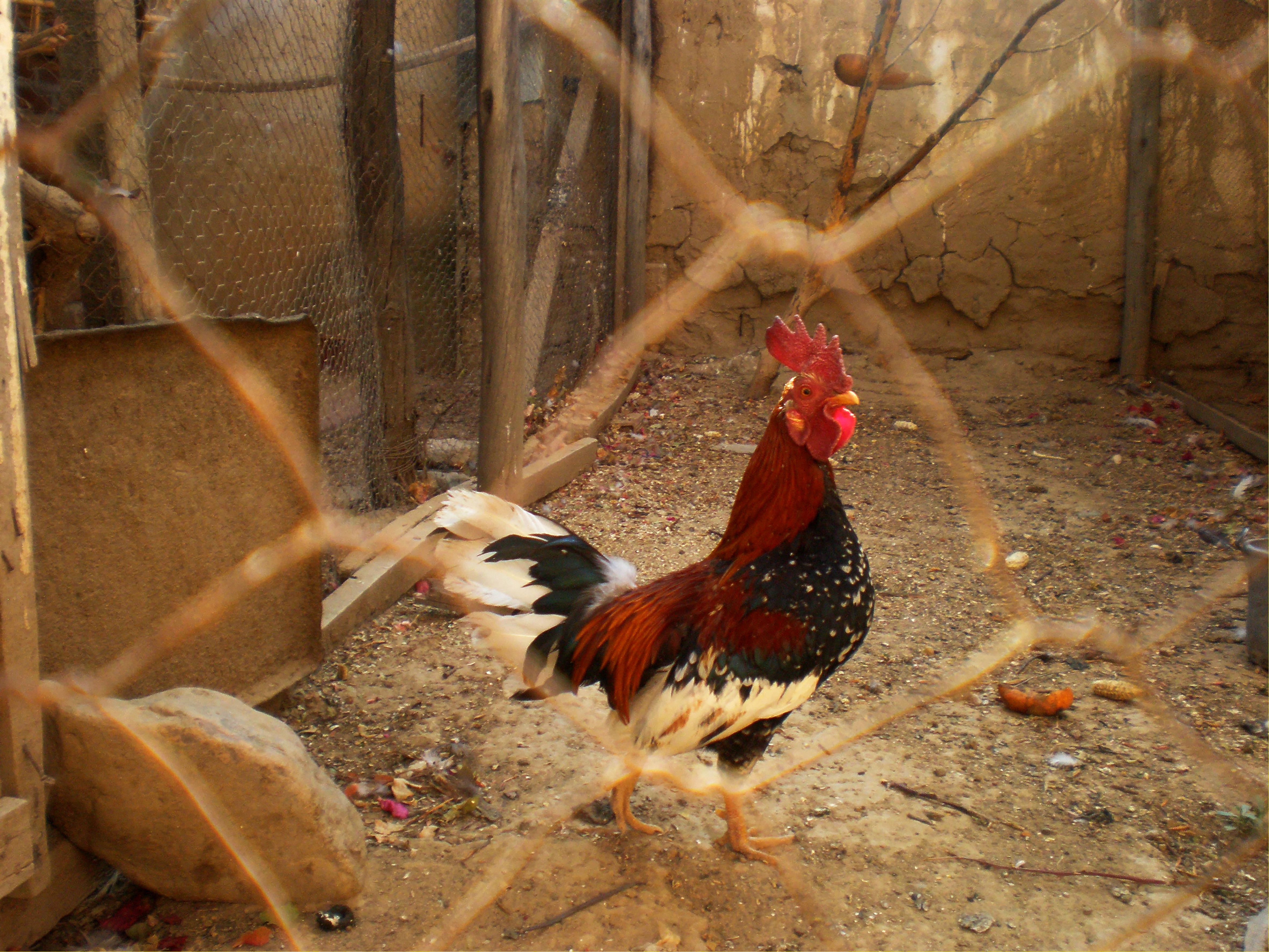 Wallpapers rooster fence birds on the desktop