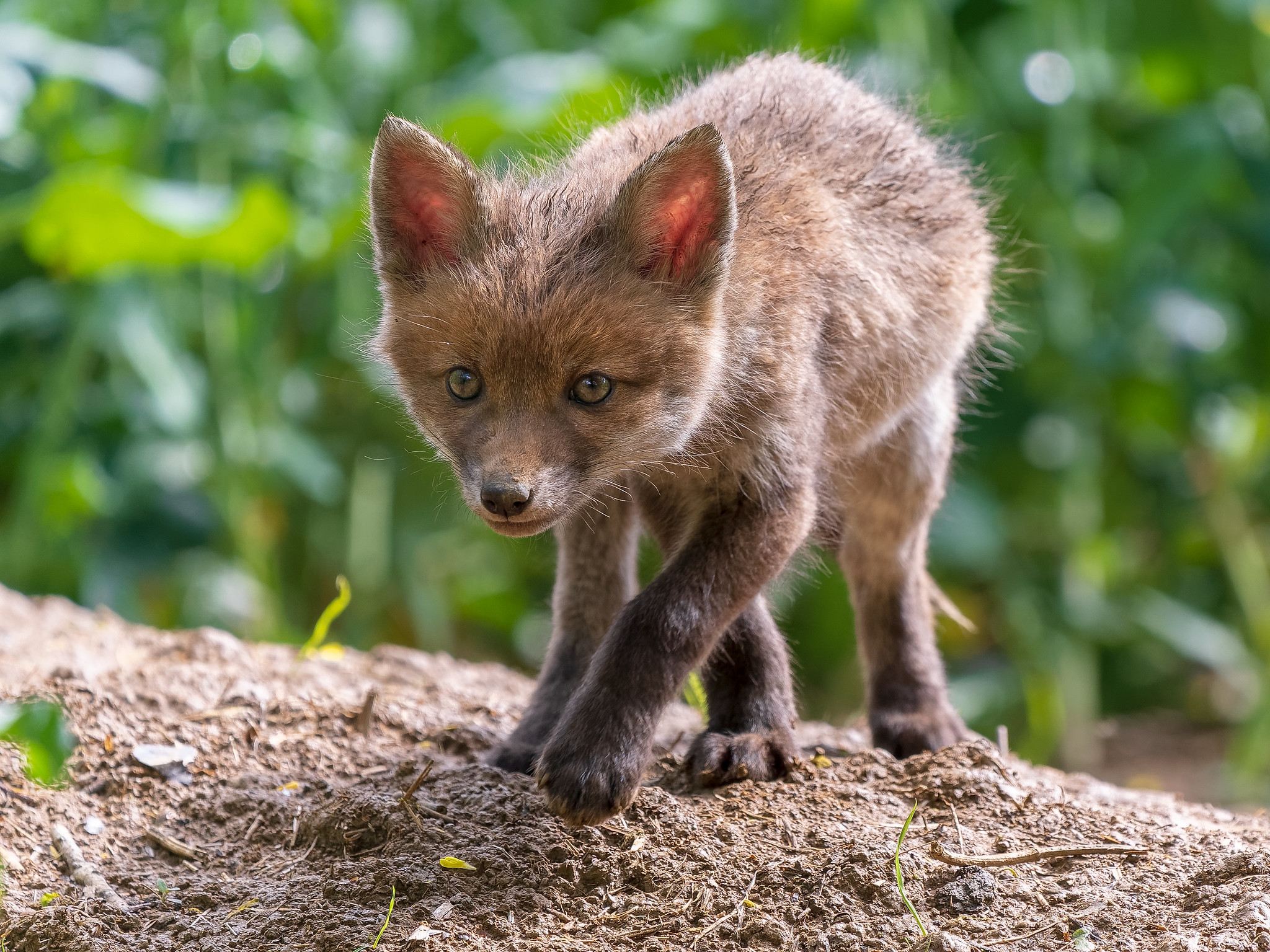 Wallpapers predator Red Fox a beast of prey on the desktop