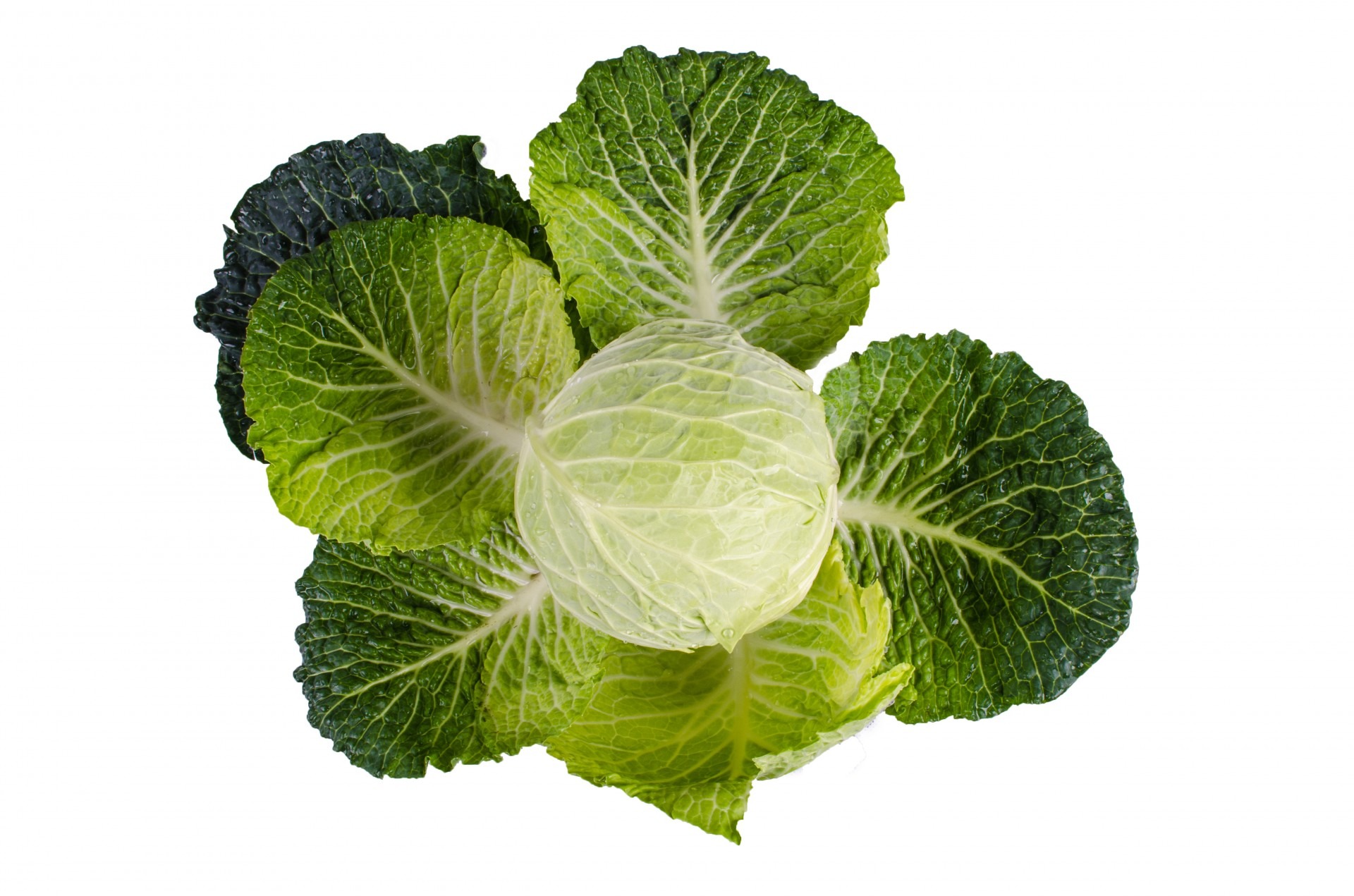 Free photo Cabbage on a white background