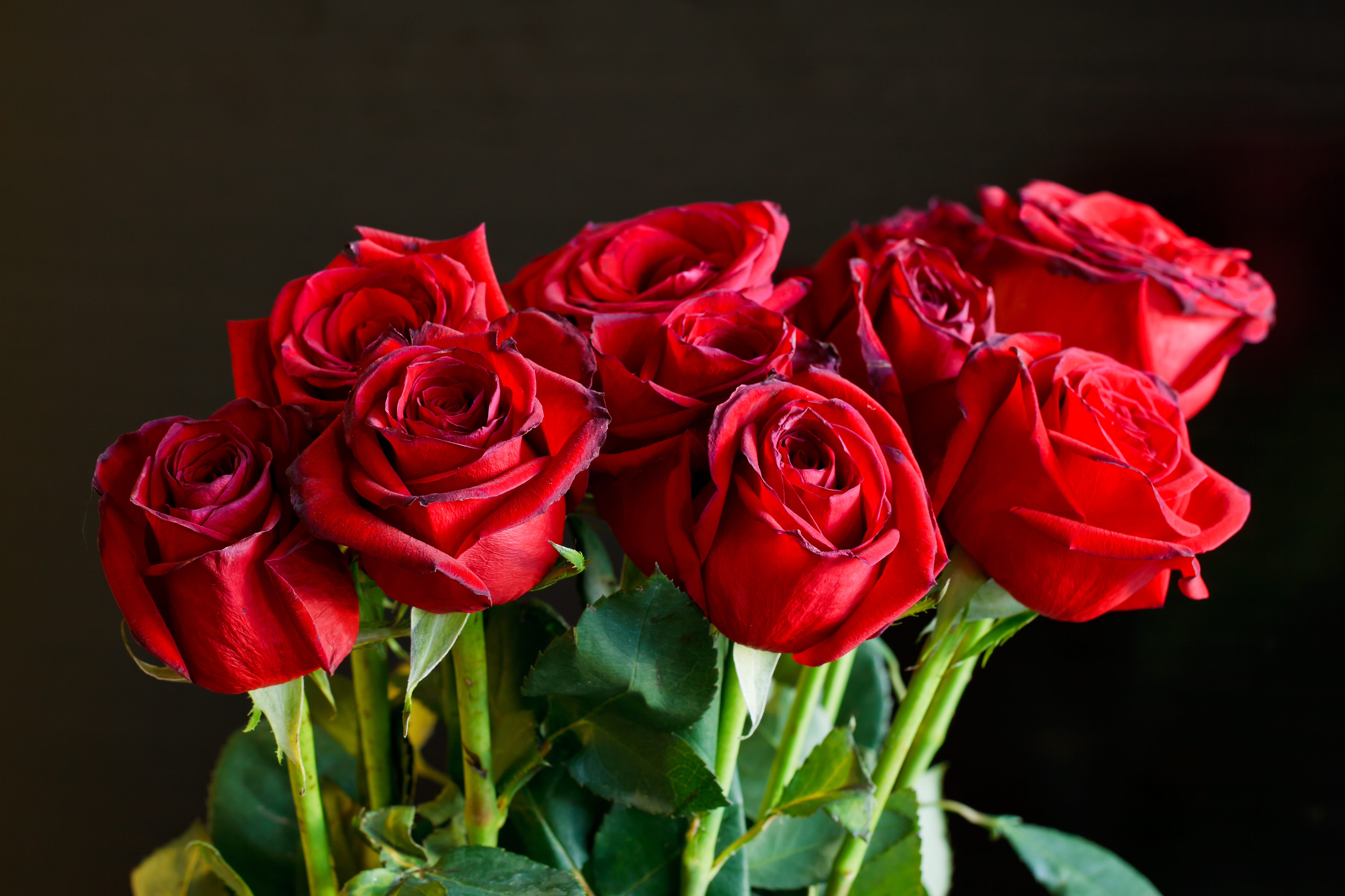 Обои розы букет роз красные розы на рабочий стол