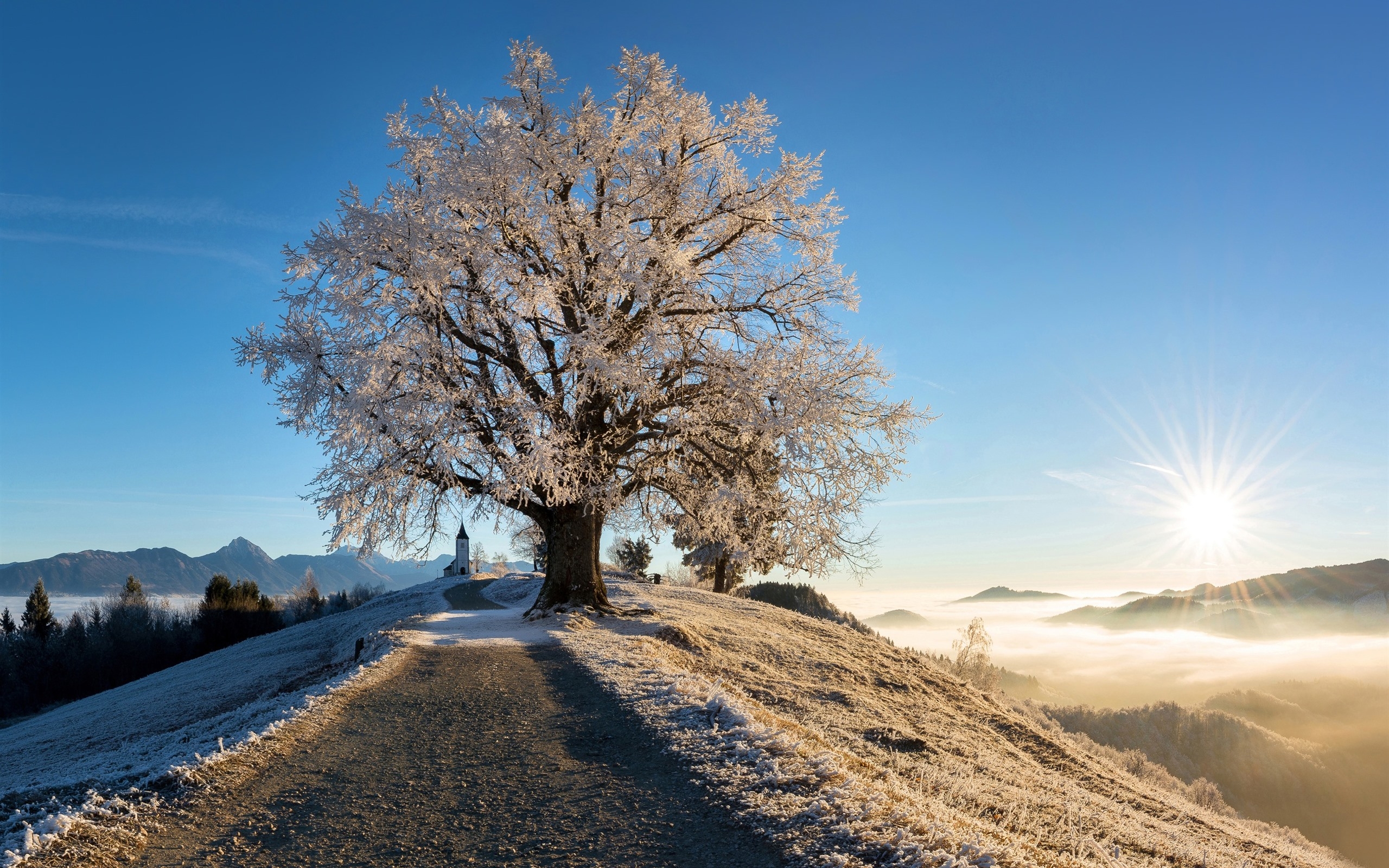 Free photo Frozen nature in the morning sunlight