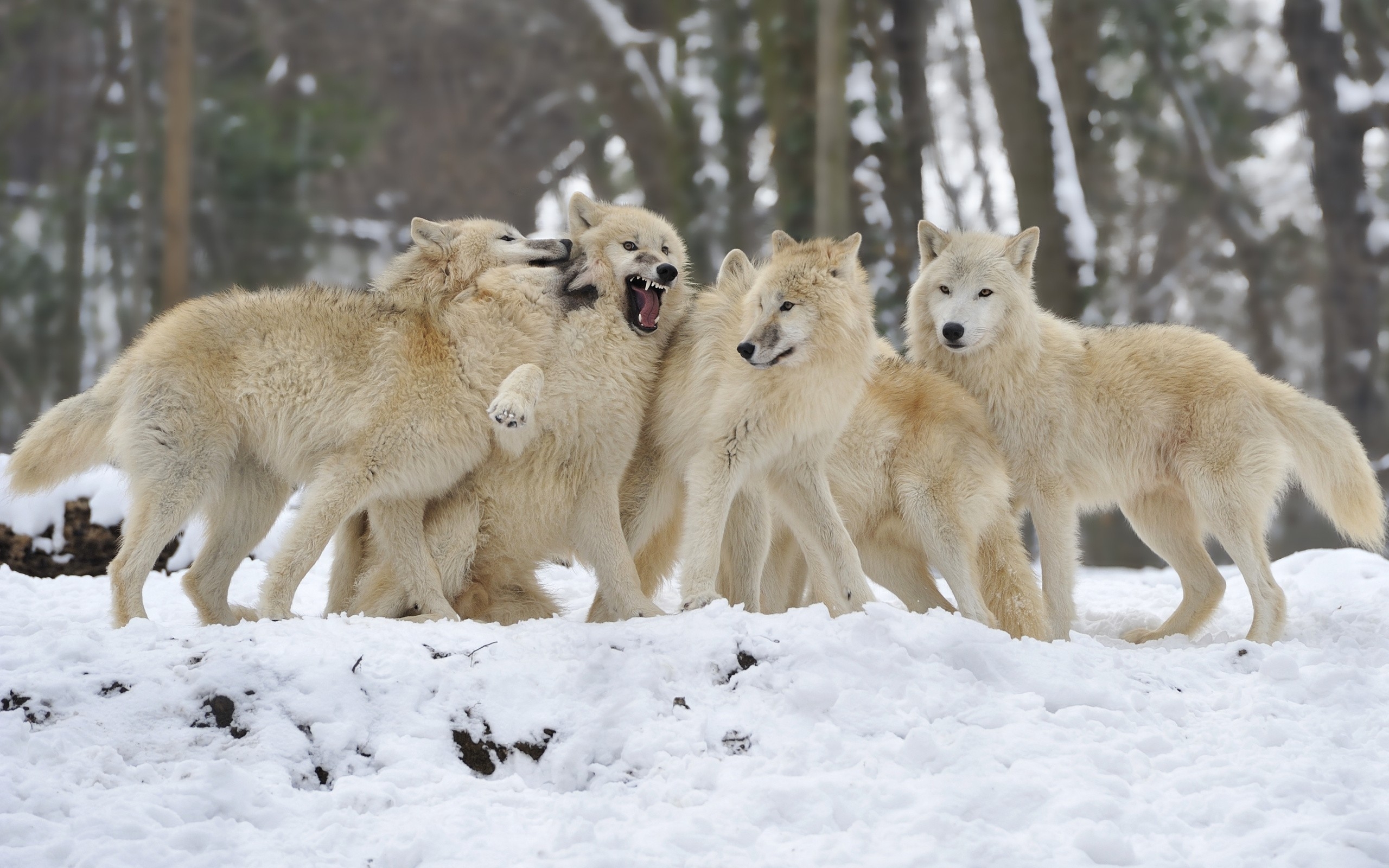 森林附近的一群白狼