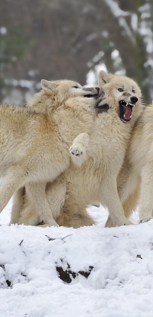 Бесплатное фото Стая белых волков возле леса