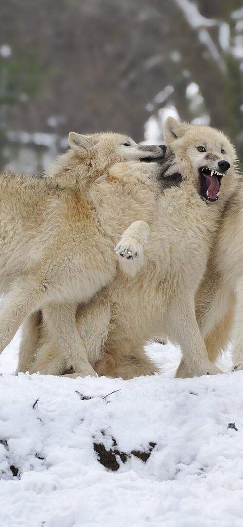 Бесплатное фото Стая белых волков возле леса