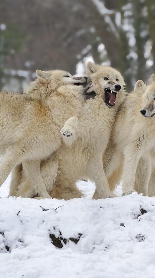 Бесплатное фото Стая белых волков возле леса